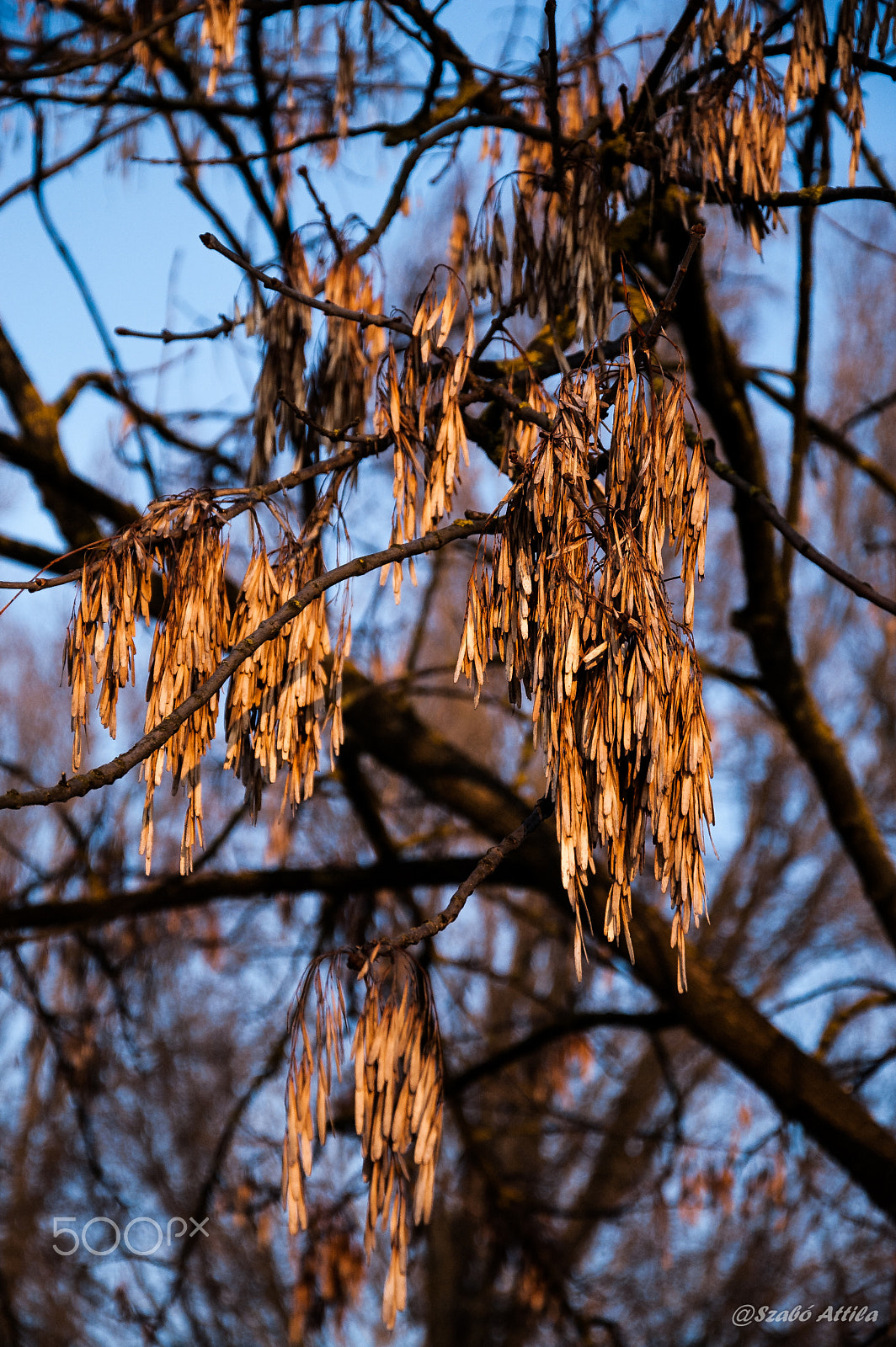 Nikon D70s + Nikon AF-S DX Nikkor 18-105mm F3.5-5.6G ED VR sample photo. Winter leaves photography