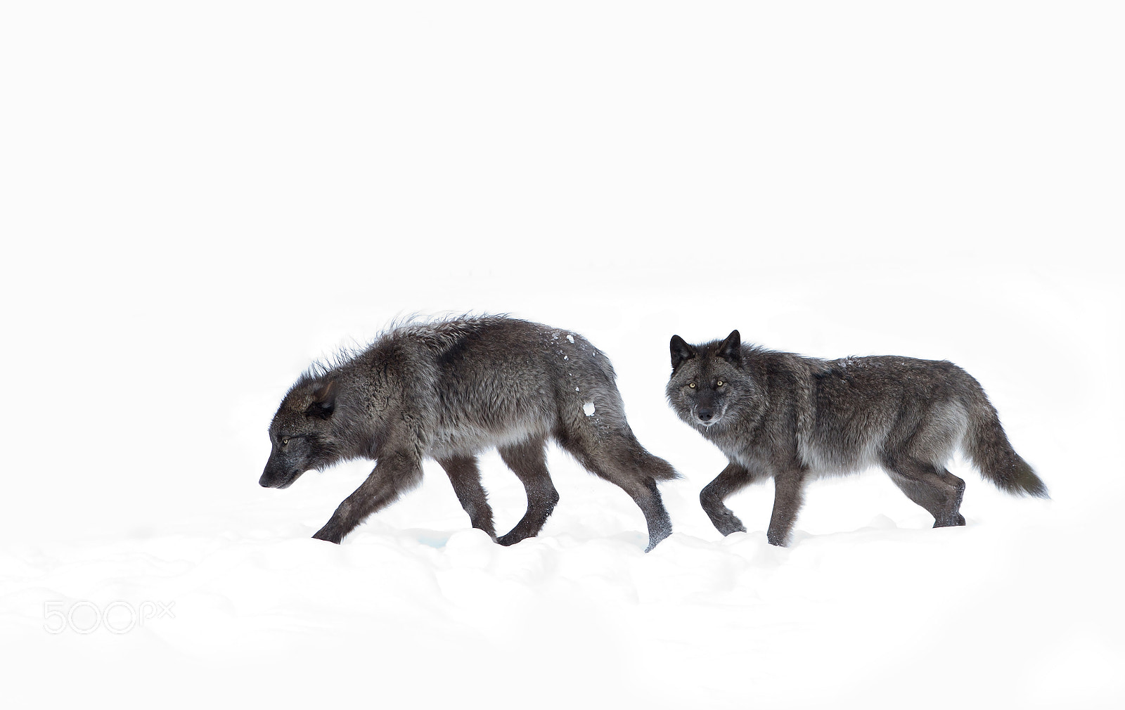 Canon EOS 7D sample photo. Black wolves walking in the winter snow photography