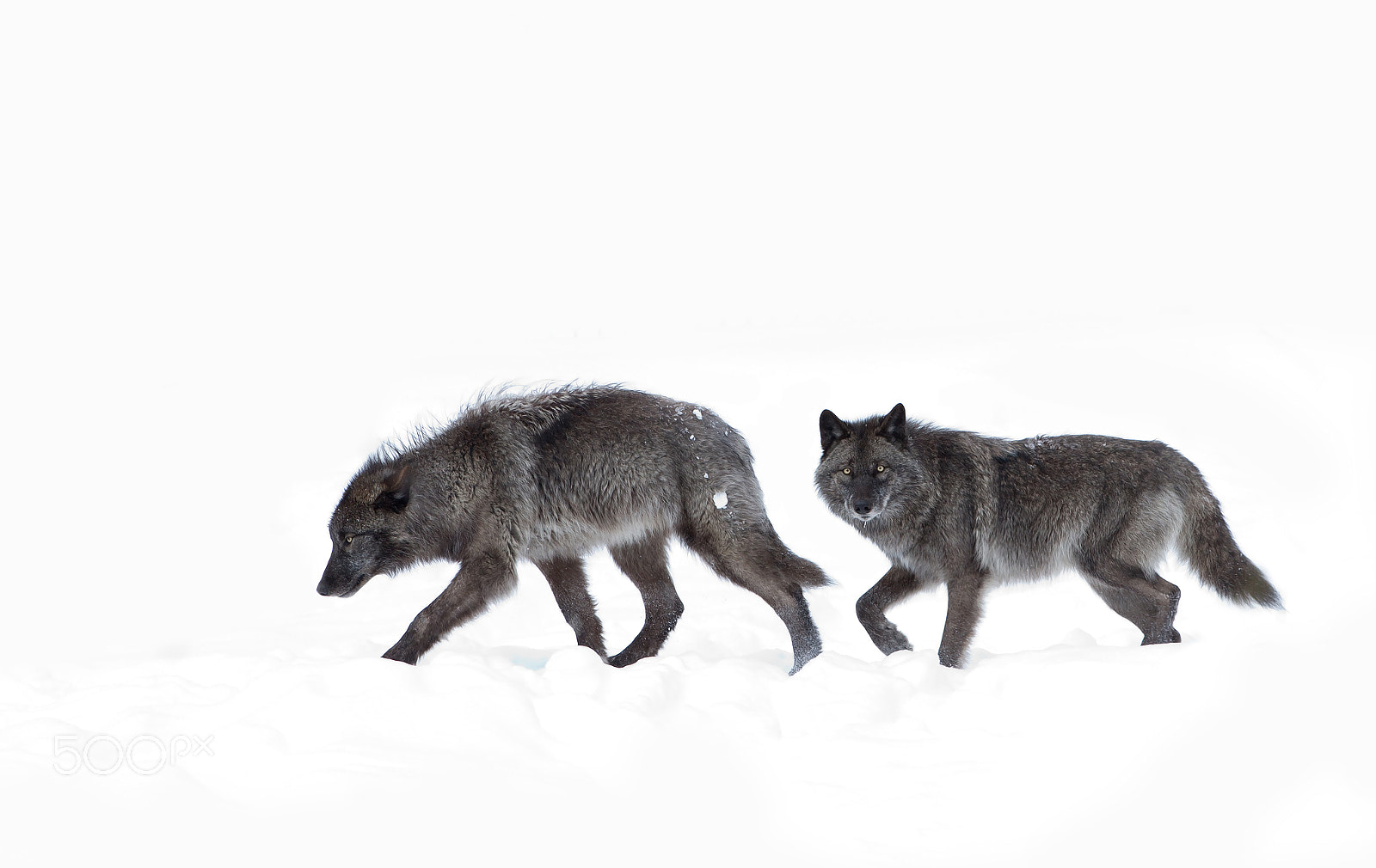 Canon EF 300mm F2.8L IS II USM sample photo. Black wolves walking in the winter snow photography