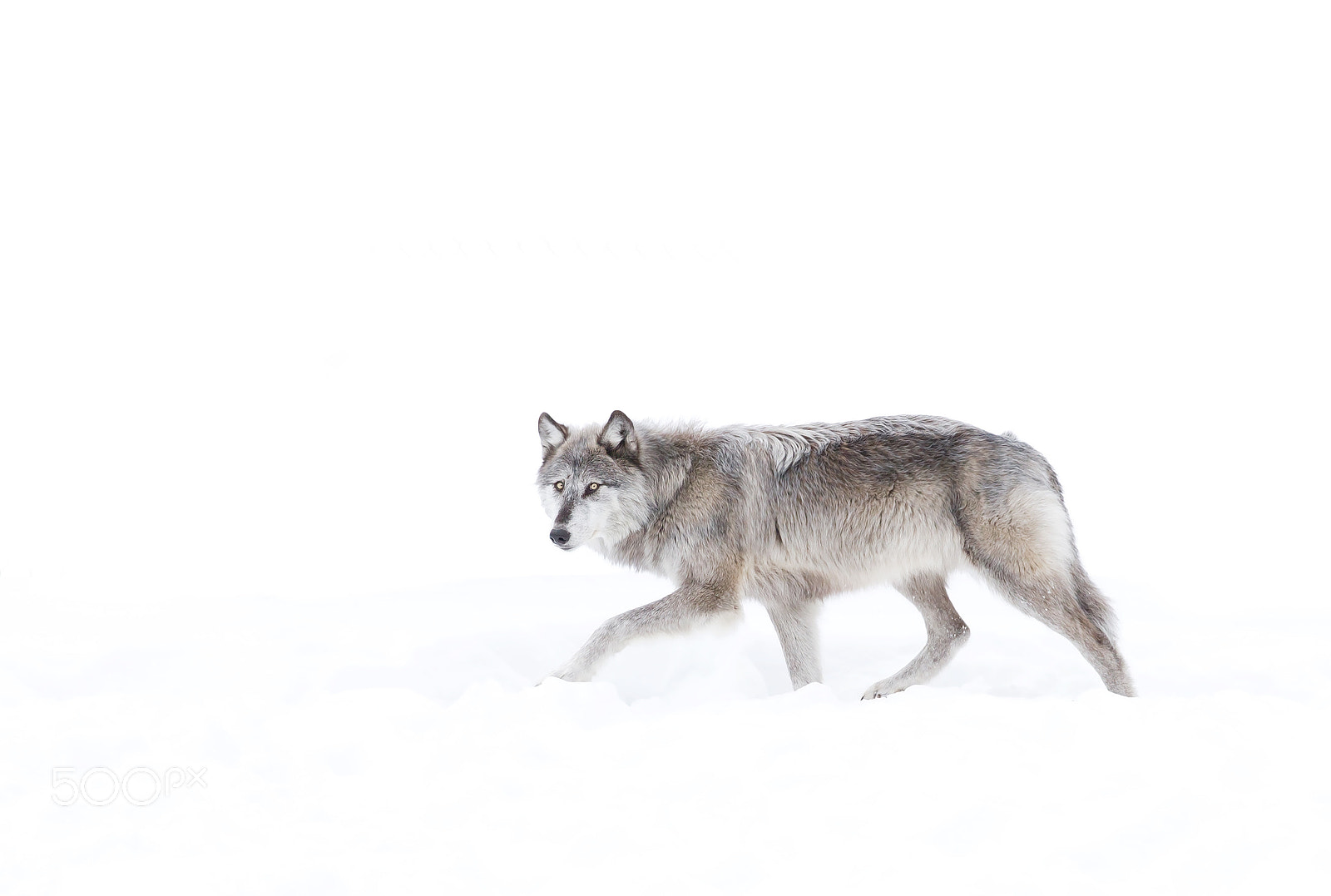 Canon EF 300mm F2.8L IS II USM sample photo. Silver black wolf walking in the winter snow photography