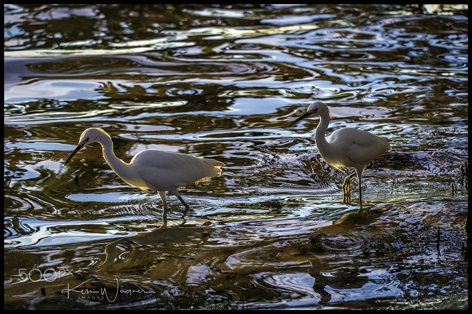 Sigma 150-600mm F5-6.3 DG OS HSM | C sample photo. Dinner stroll photography