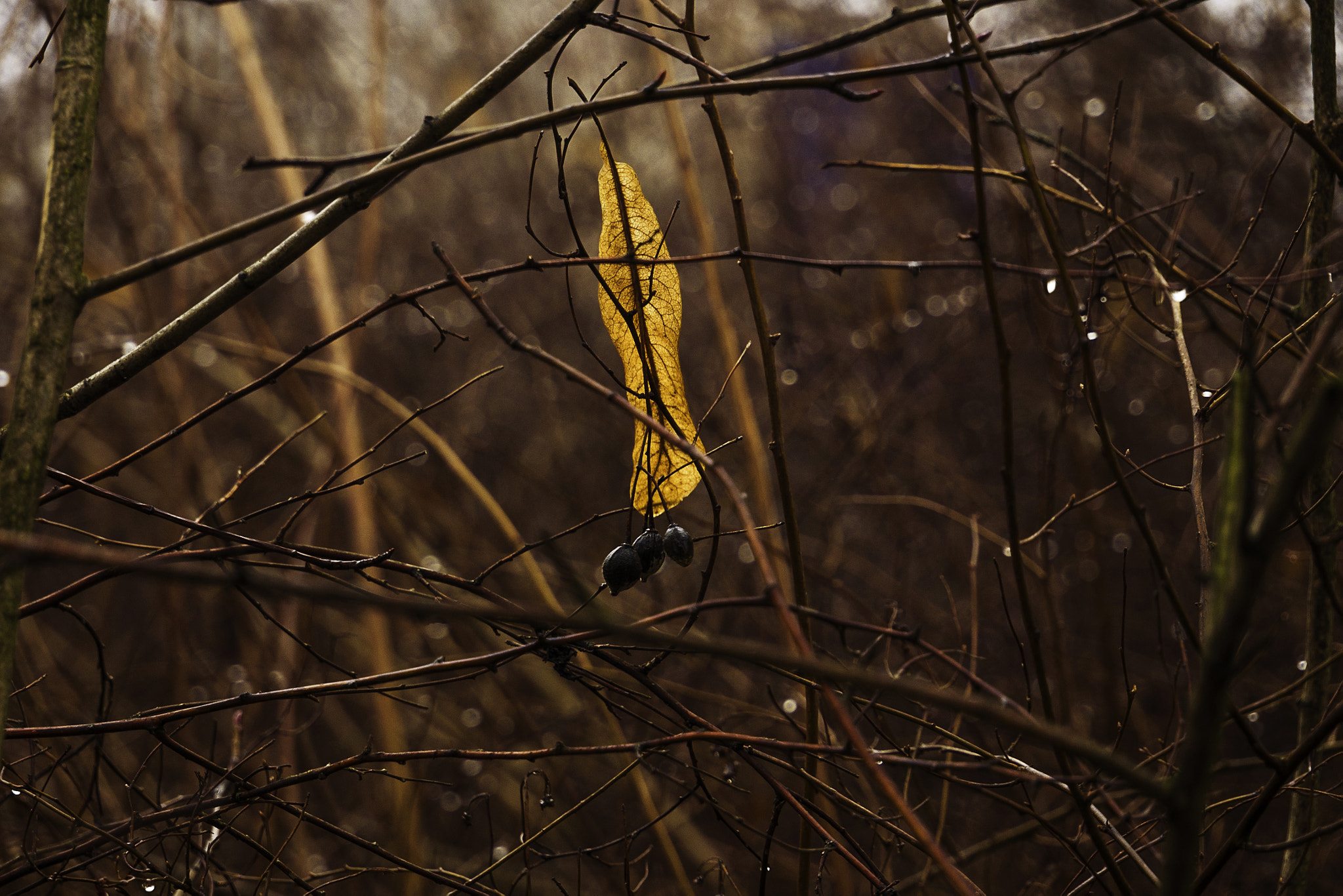 LUMIX G VARIO 12-60/F3.5-5.6 sample photo. Last leaf photography