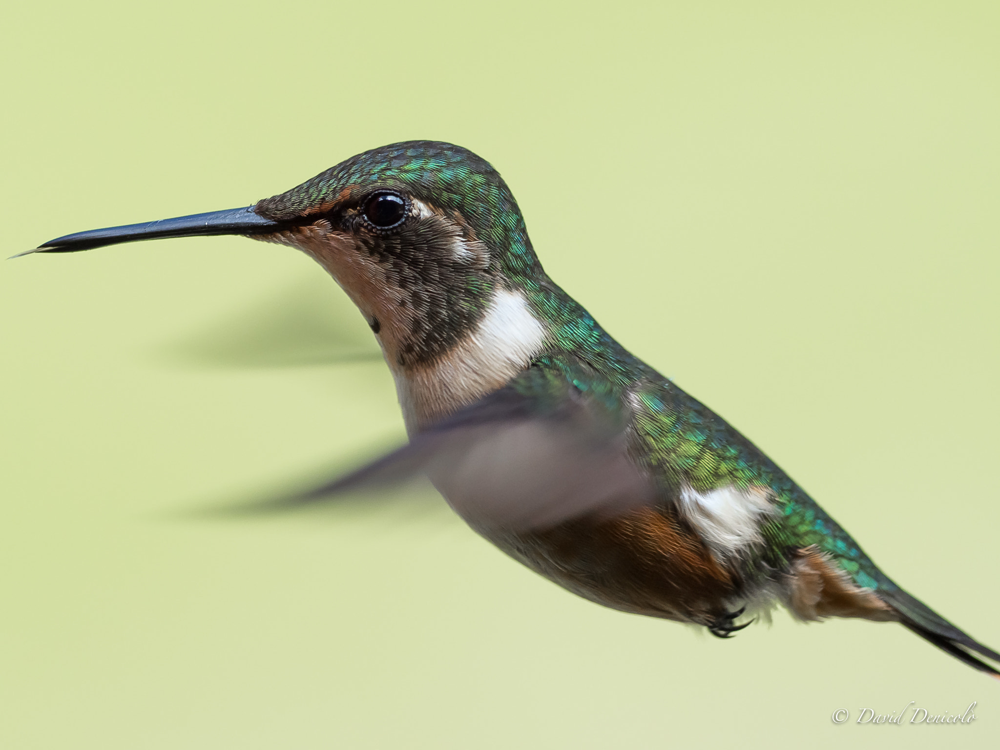 Olympus OM-D E-M1 Mark II + OLYMPUS M.300mm F4.0 sample photo. Hummingbird photography