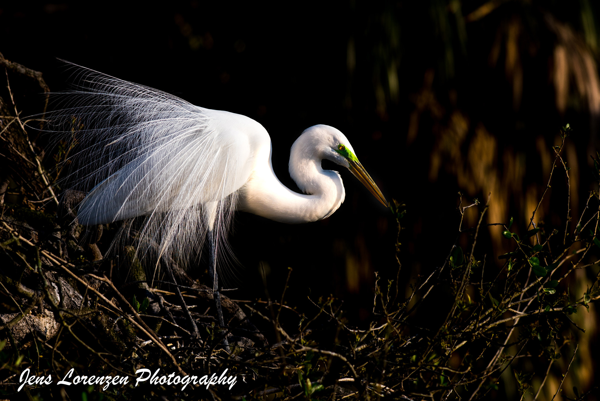 Nikon AF-S Nikkor 300mm F2.8G ED VR II sample photo. Great egret photography