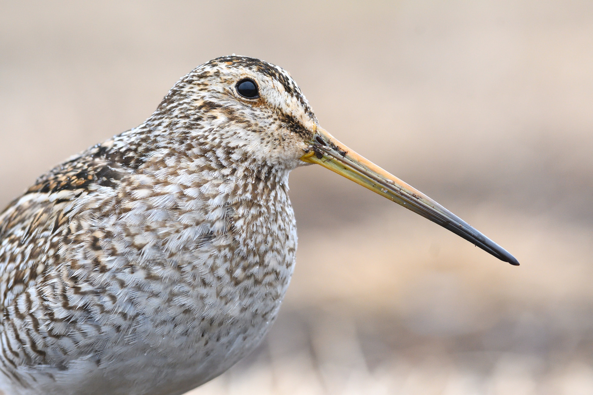Nikon AF-S Nikkor 300mm F2.8G ED VR II sample photo. Magellanic snipe photography