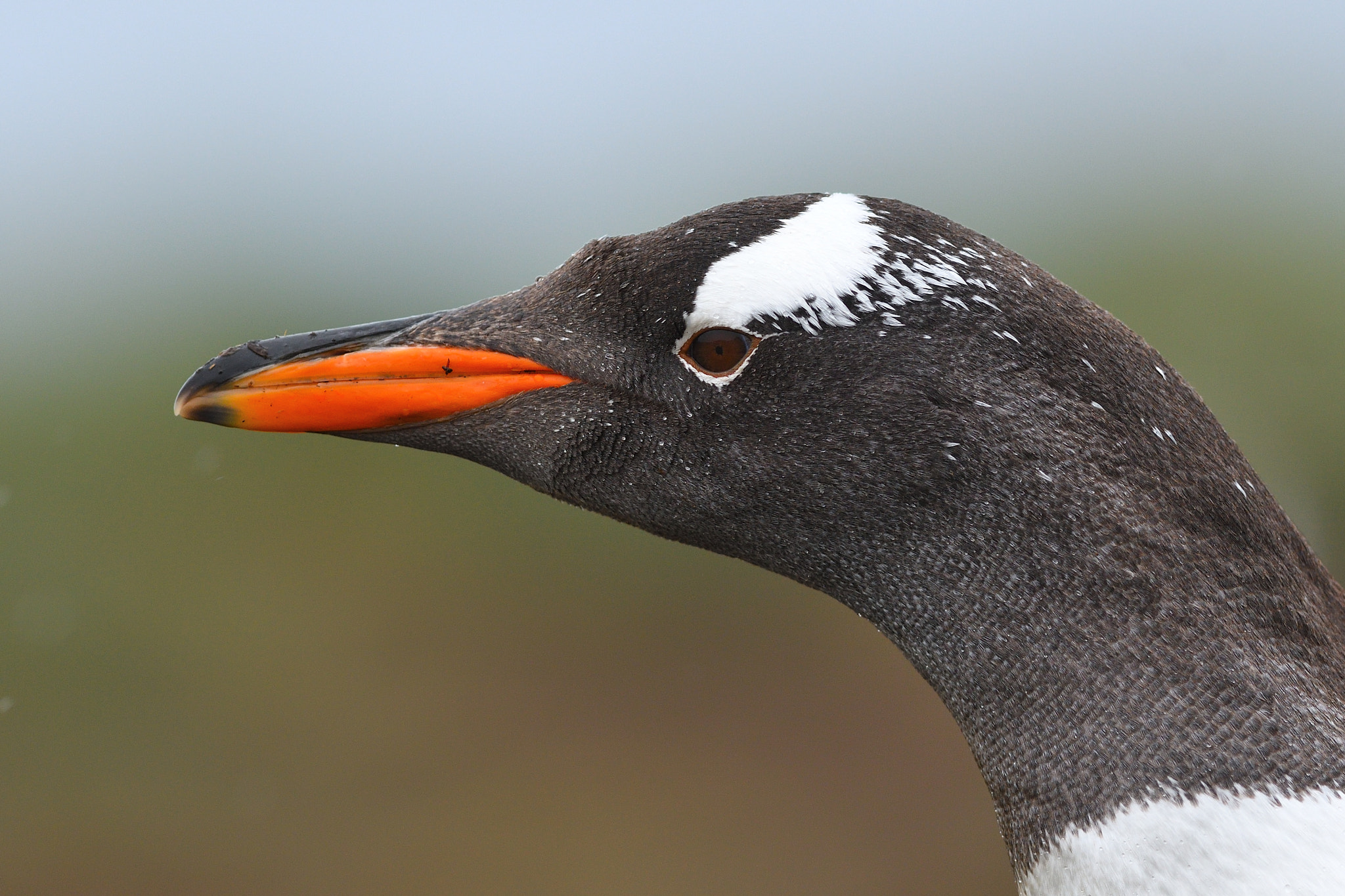 Nikon AF-S Nikkor 300mm F2.8G ED VR II sample photo. Gentoo penguin portrait photography