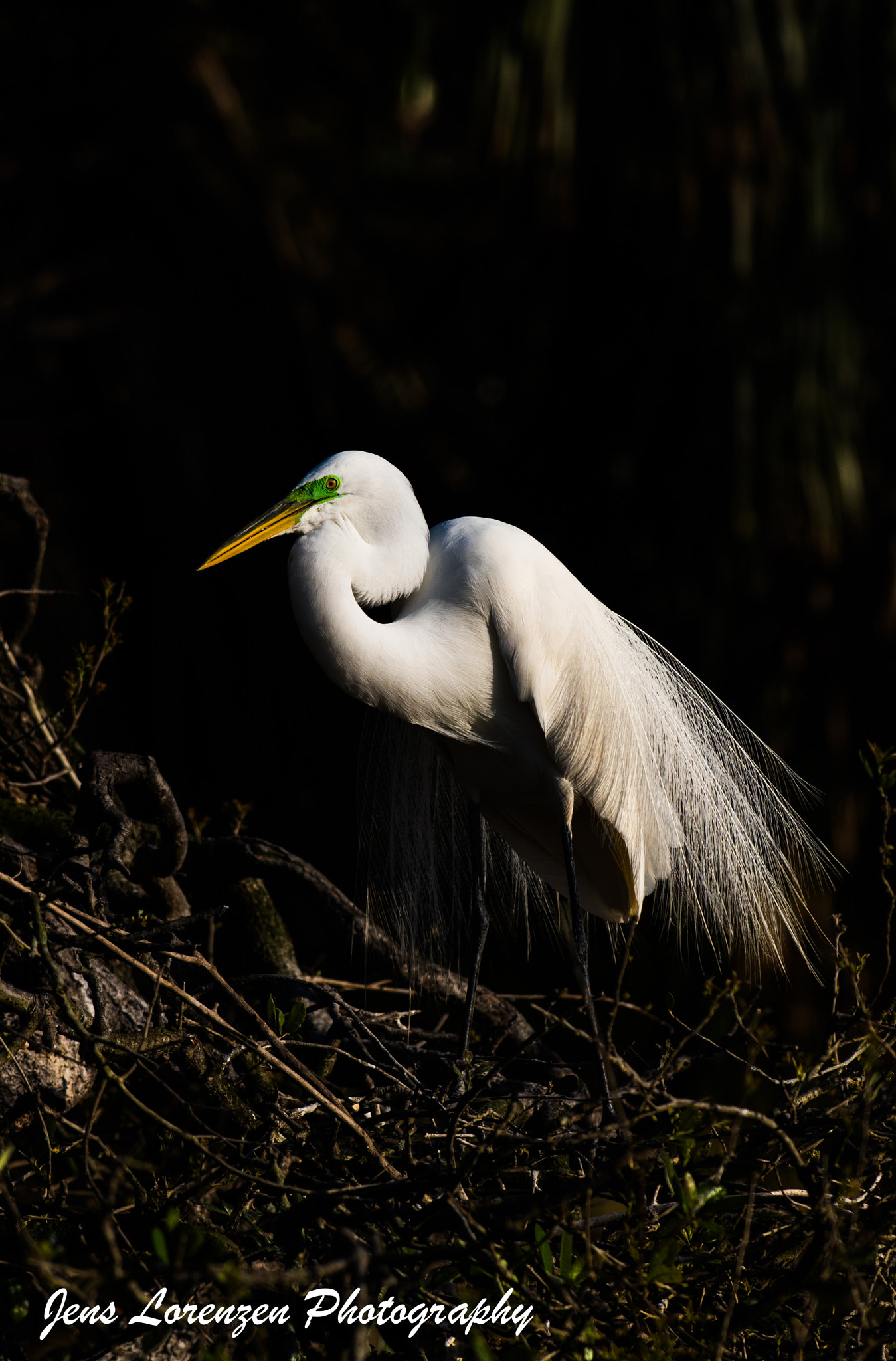 Nikon AF-S Nikkor 300mm F2.8G ED VR II sample photo. Great egret photography
