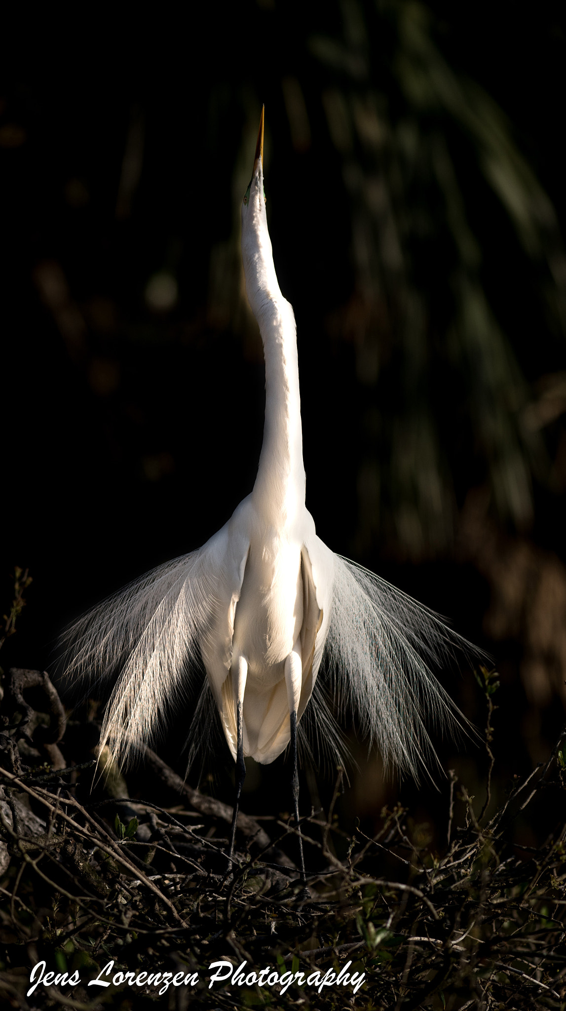 Nikon AF-S Nikkor 300mm F2.8G ED VR II sample photo. Great egret photography