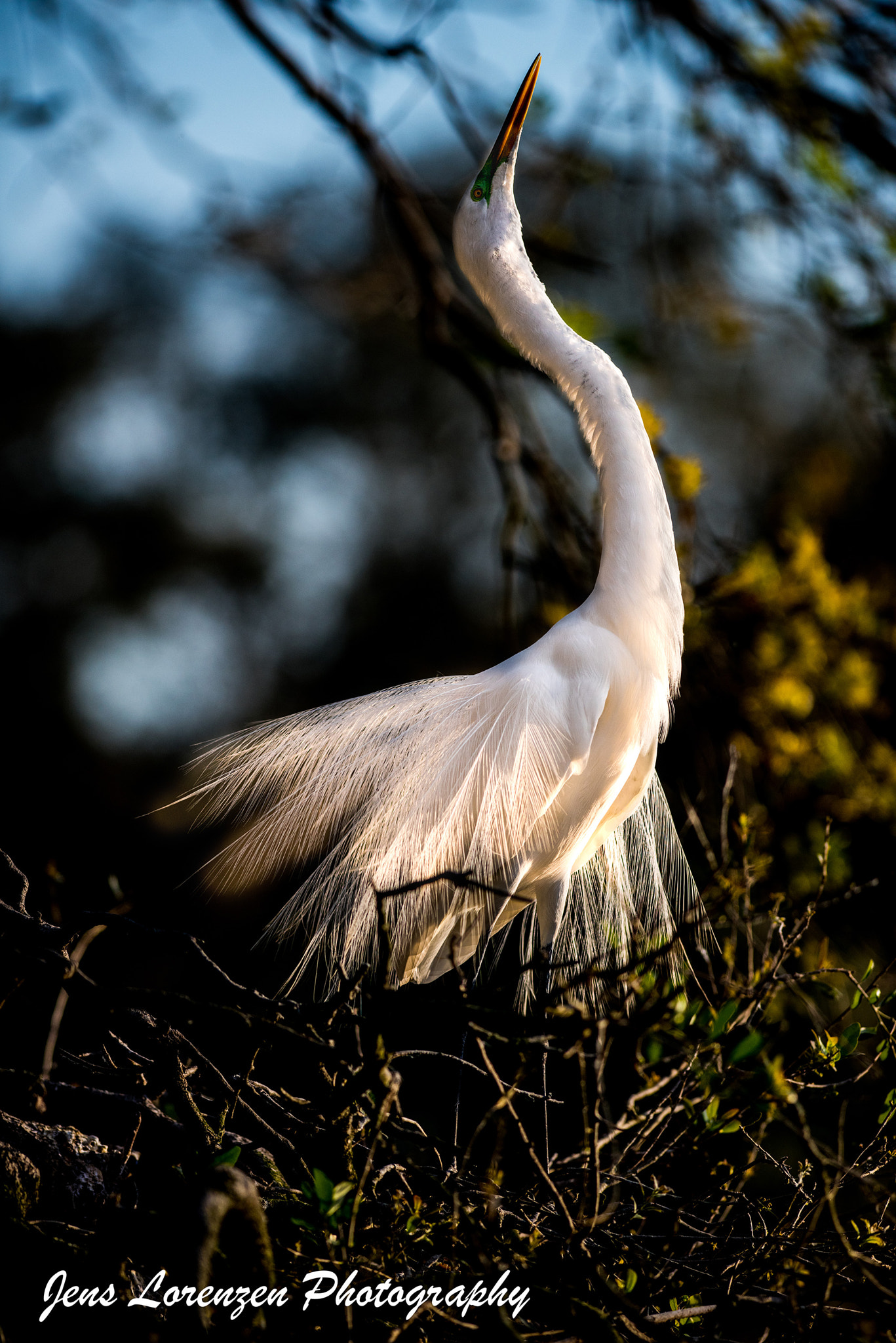 Nikon AF-S Nikkor 300mm F2.8G ED VR II sample photo. Great egret photography