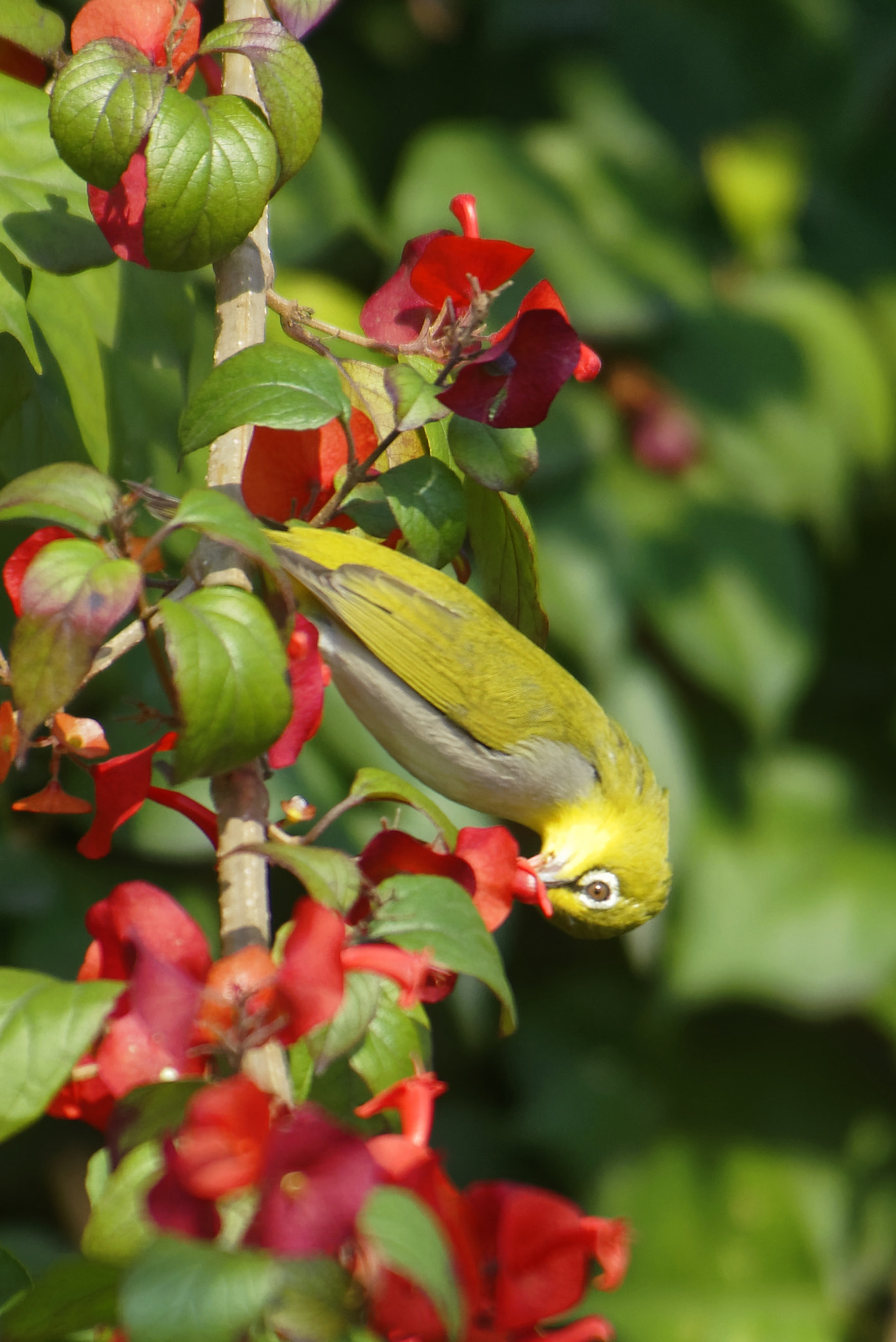 Nikon D810 sample photo. Sun bird photography