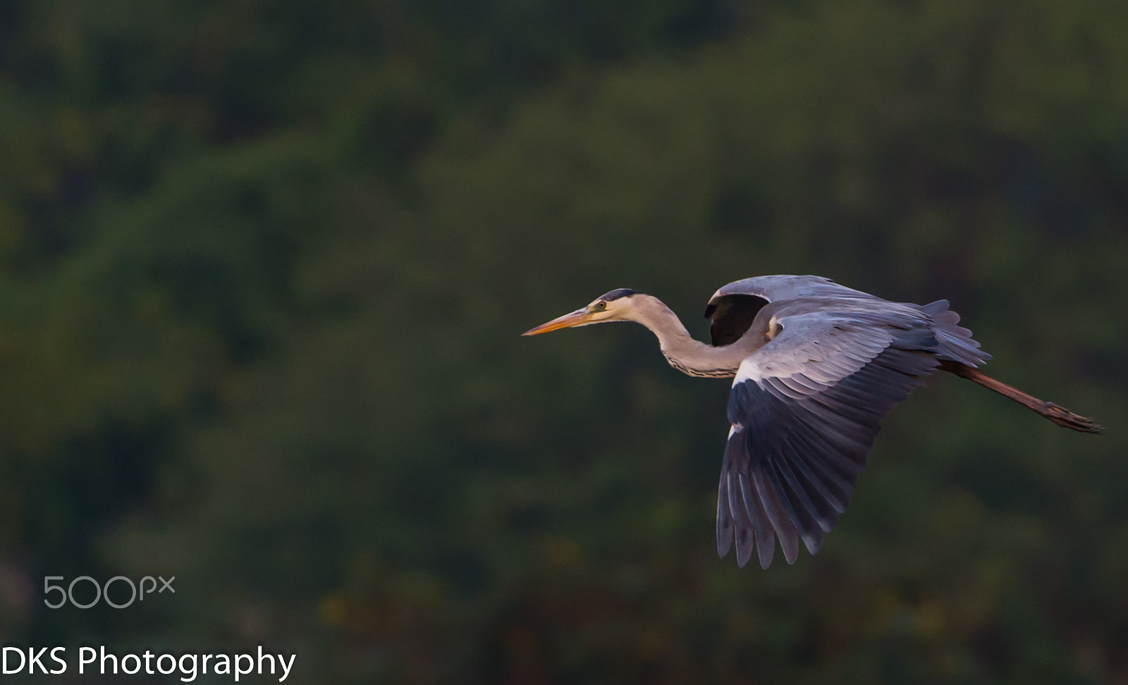 Sigma 150-600mm F5-6.3 DG OS HSM | C sample photo. Grey heron photography