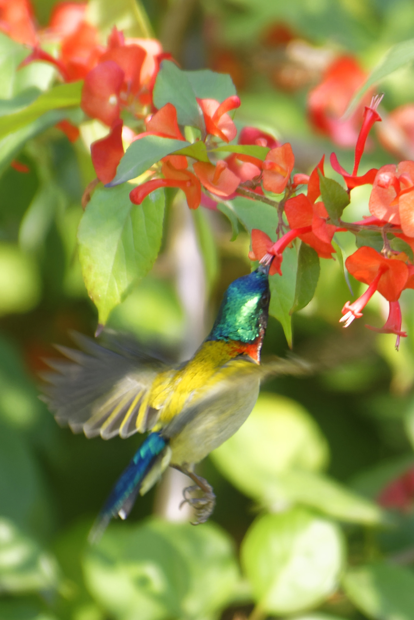 Nikon D810 sample photo. Sun bird photography