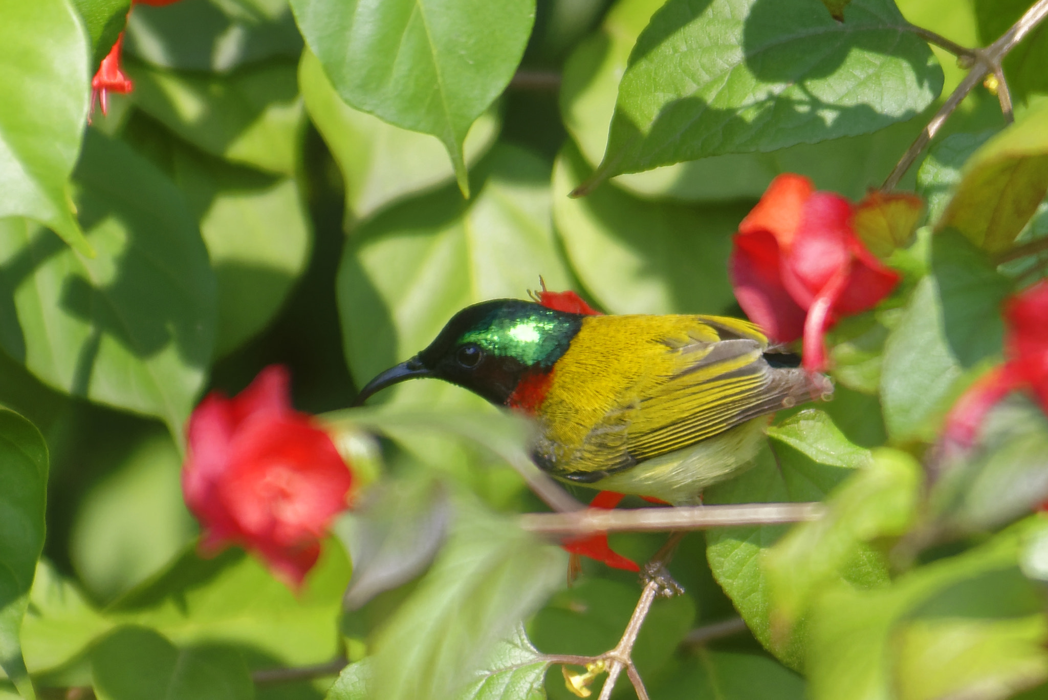 Nikon D810 sample photo. Sun bird photography