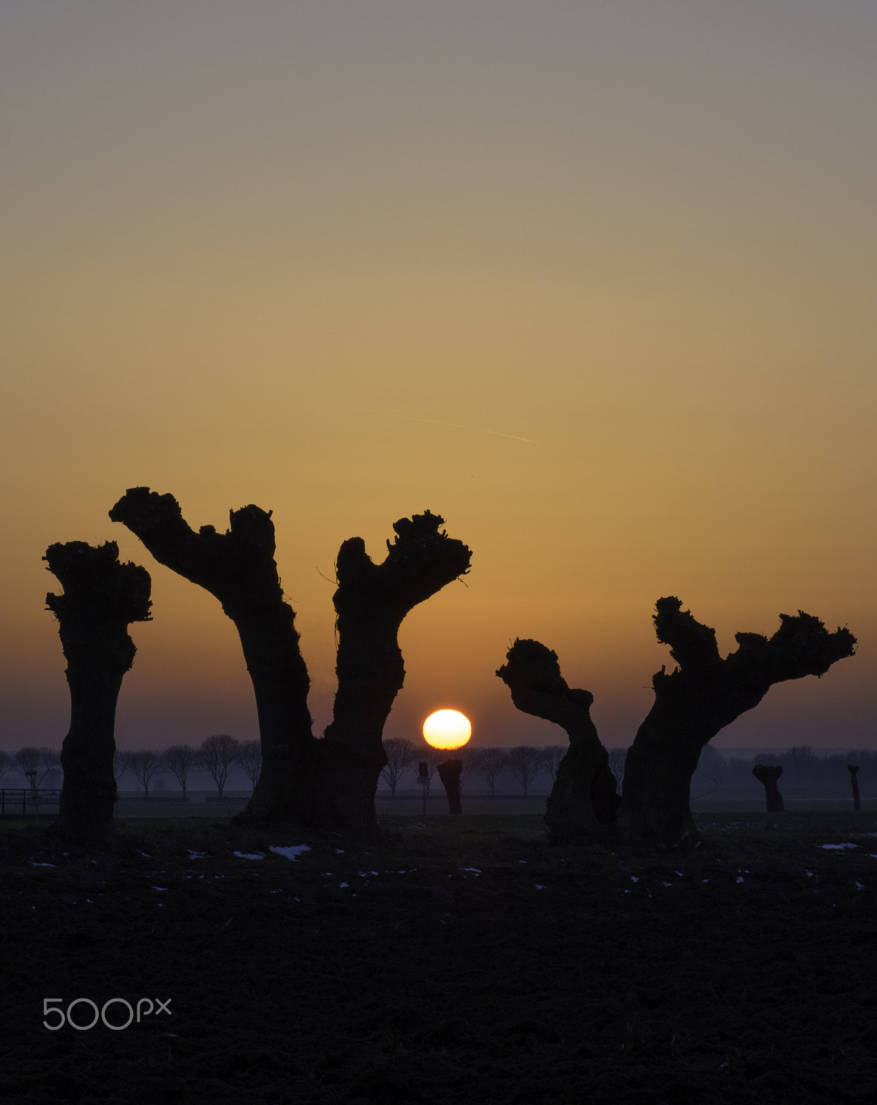 Olympus OM-D E-M10 sample photo. Willows overshadowing the sunset photography