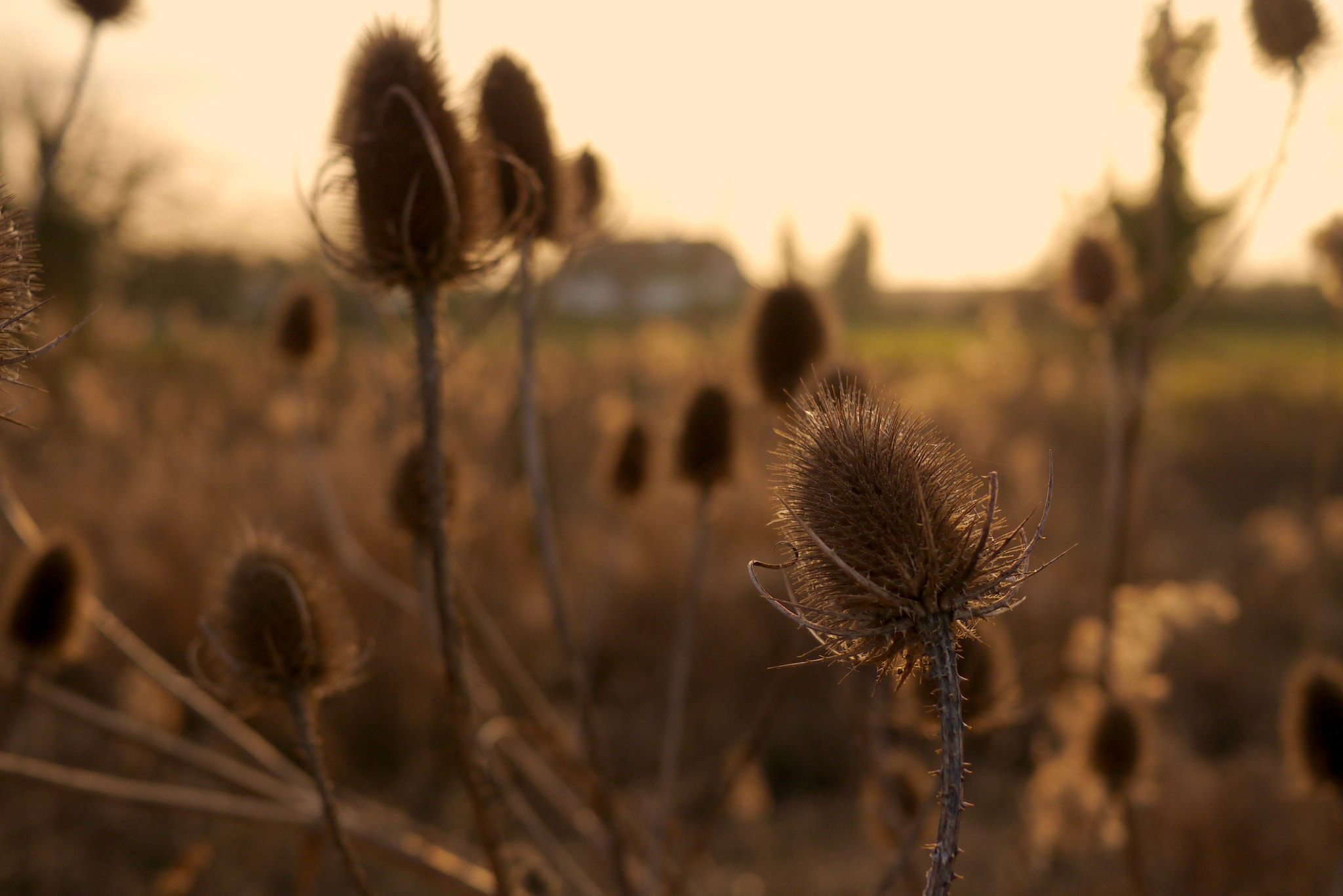 Panasonic Lumix DMC-GX1 + LUMIX G 20/F1.7 II sample photo. Fenland teasel photography