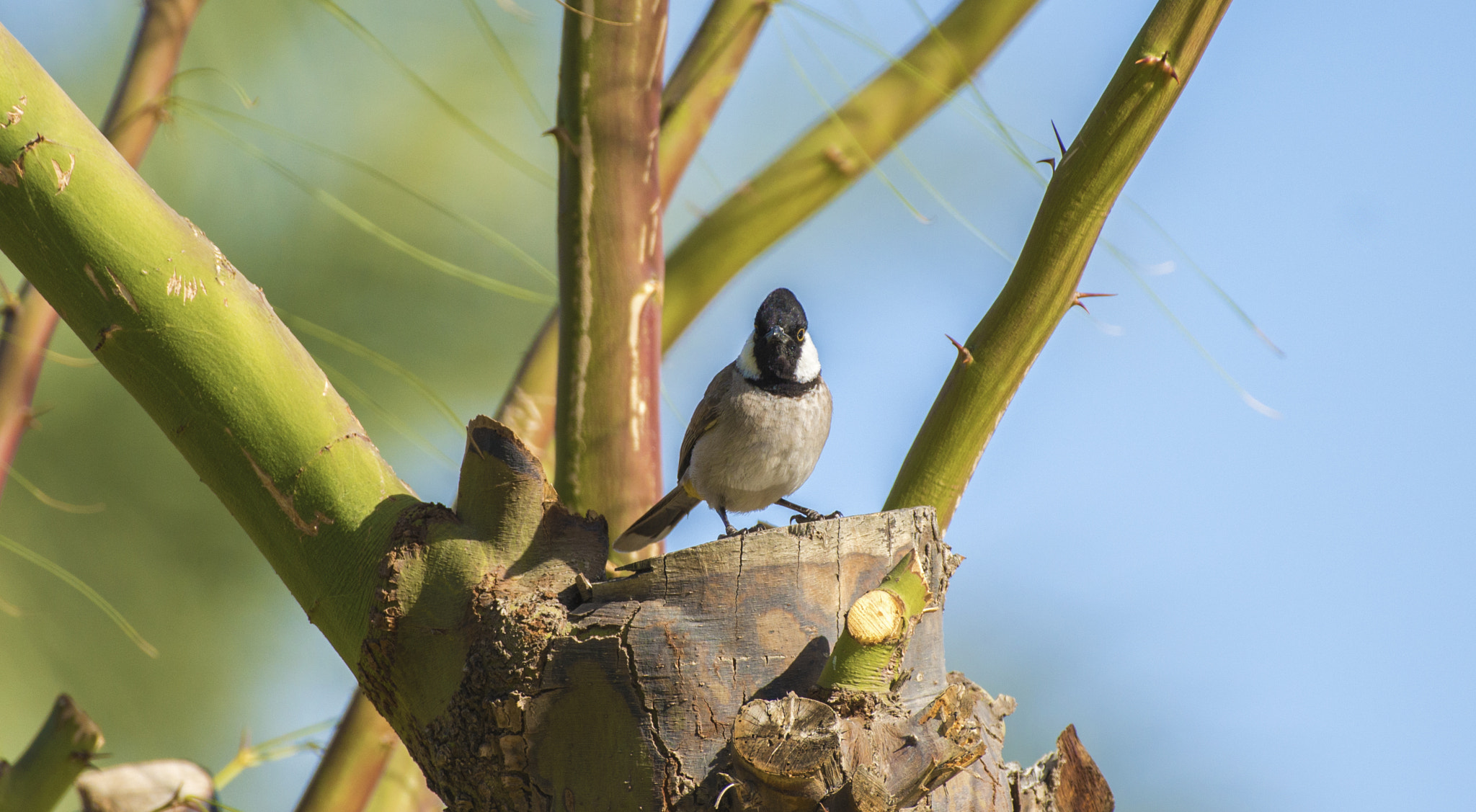 Nikon AF-S Nikkor 200-500mm F5.6E ED VR sample photo. Bird photography