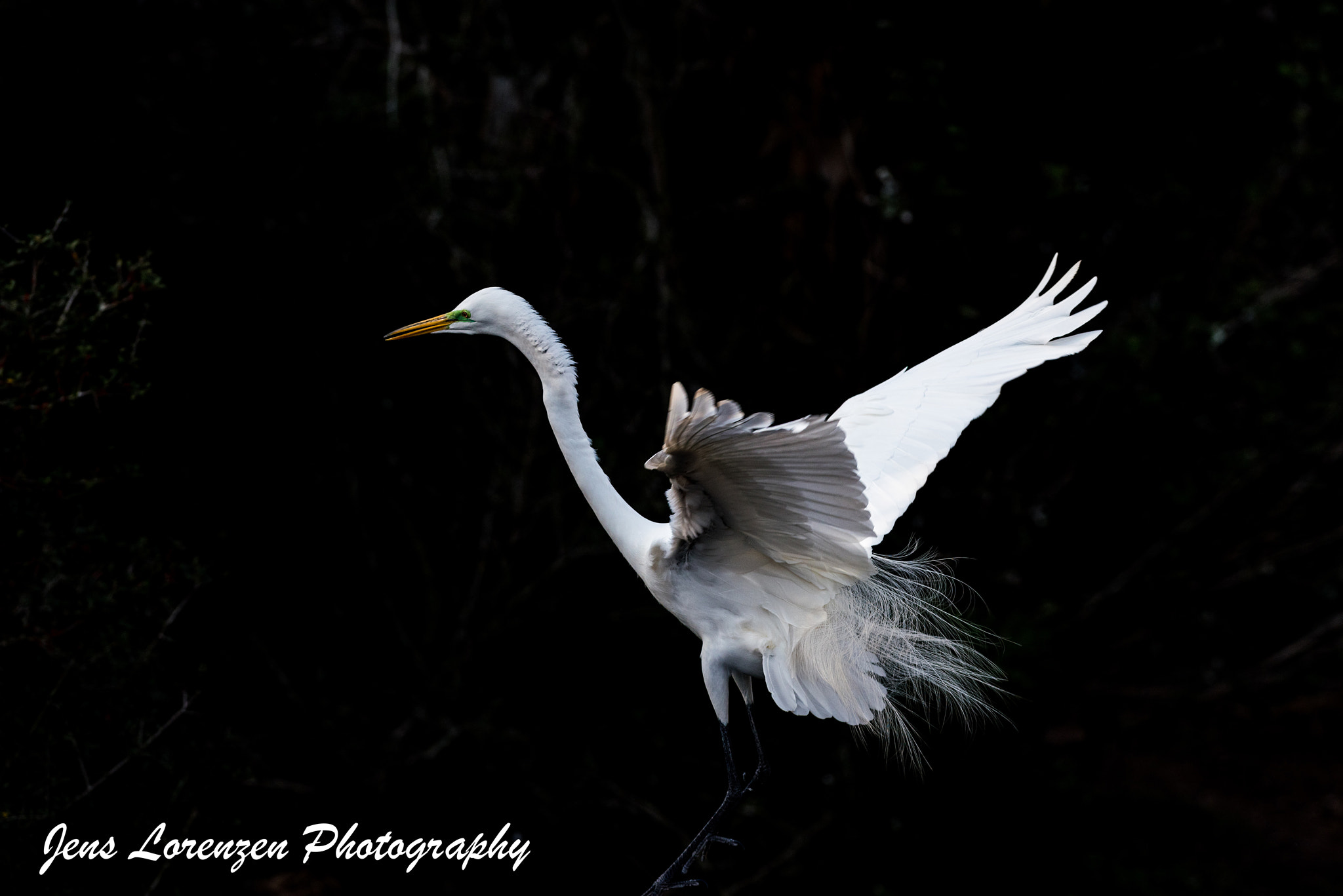 Nikon AF-S Nikkor 300mm F2.8G ED VR II sample photo. Great egret photography