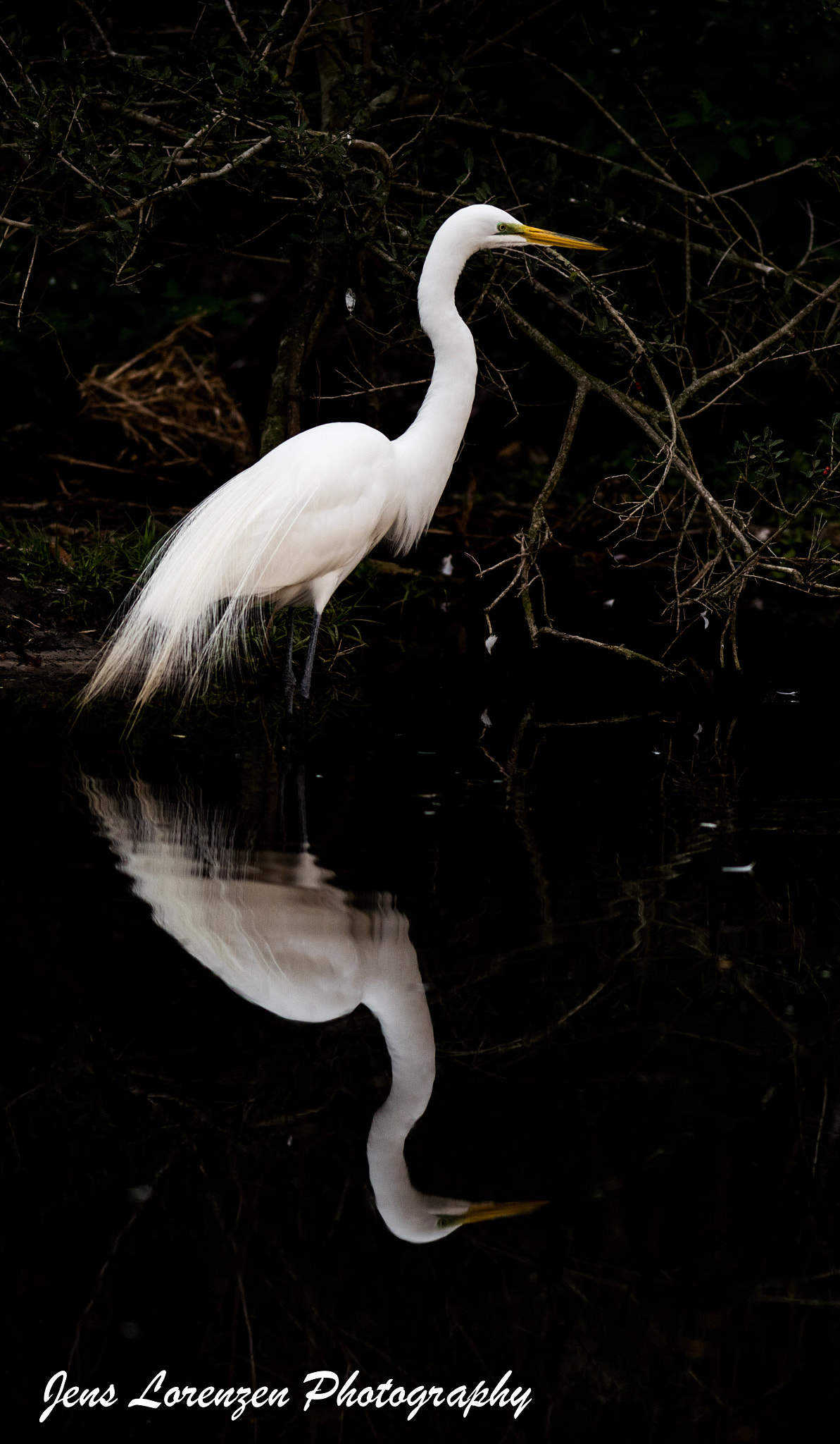 Nikon AF-S Nikkor 300mm F2.8G ED VR II sample photo. Great egret photography
