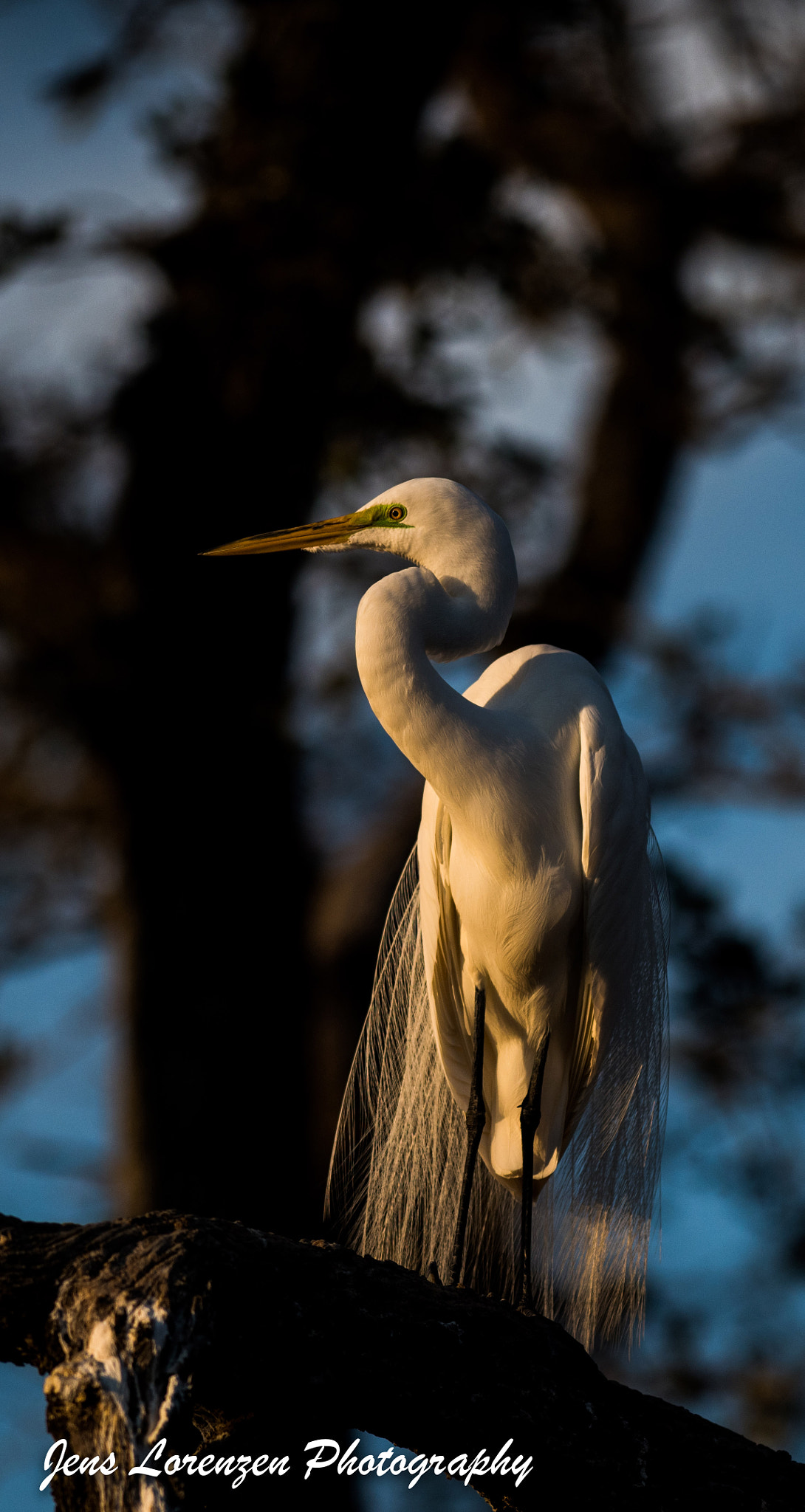 Nikon AF-S Nikkor 300mm F2.8G ED VR II sample photo. Great egret photography