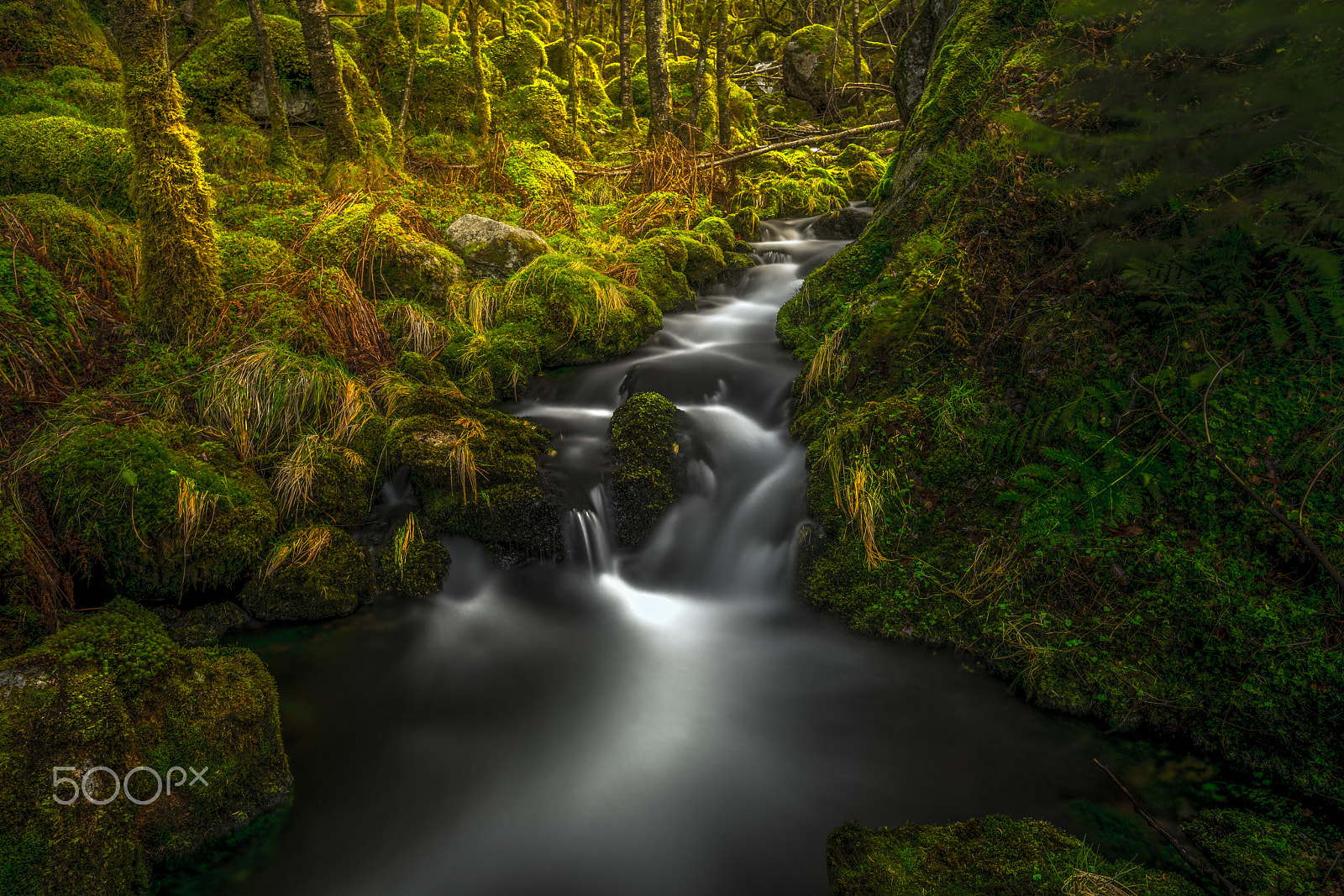 Sony a7R II + Canon EF 16-35mm F2.8L II USM sample photo. Norwegian forest photography