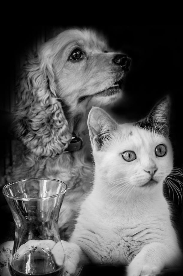 Nikon D300 sample photo. World cat day photography