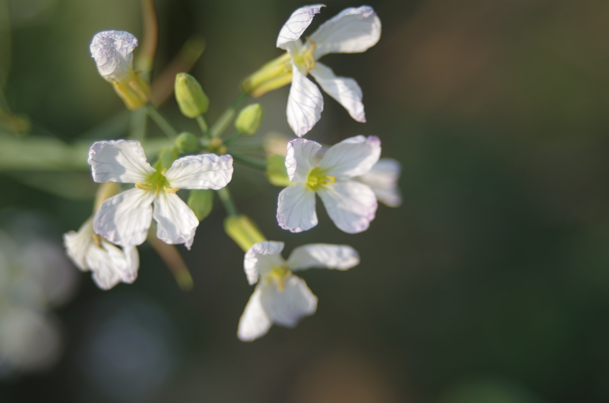 A Series Lens sample photo. White flowers photography