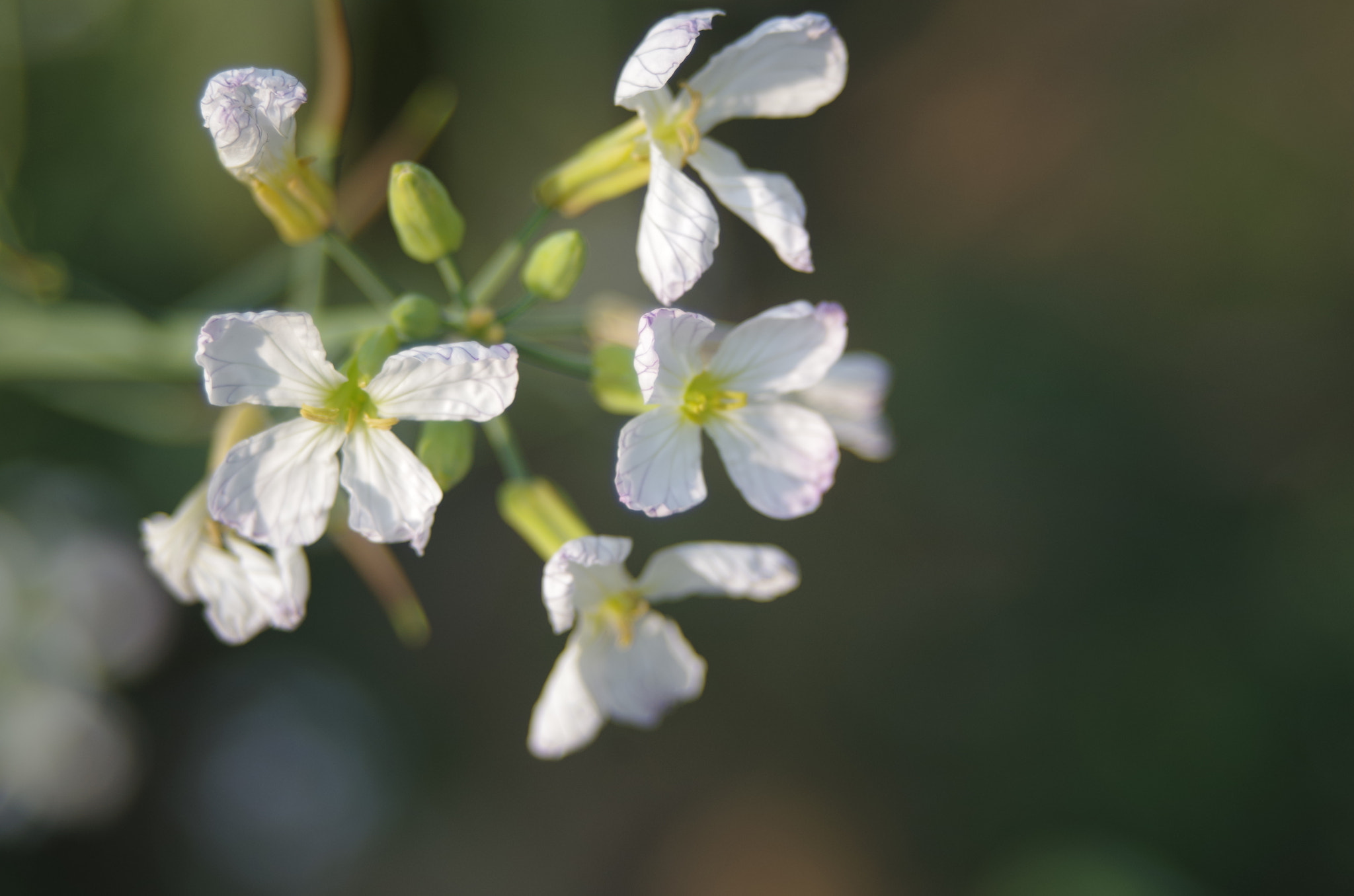 Pentax K-50 sample photo. White flowers photography