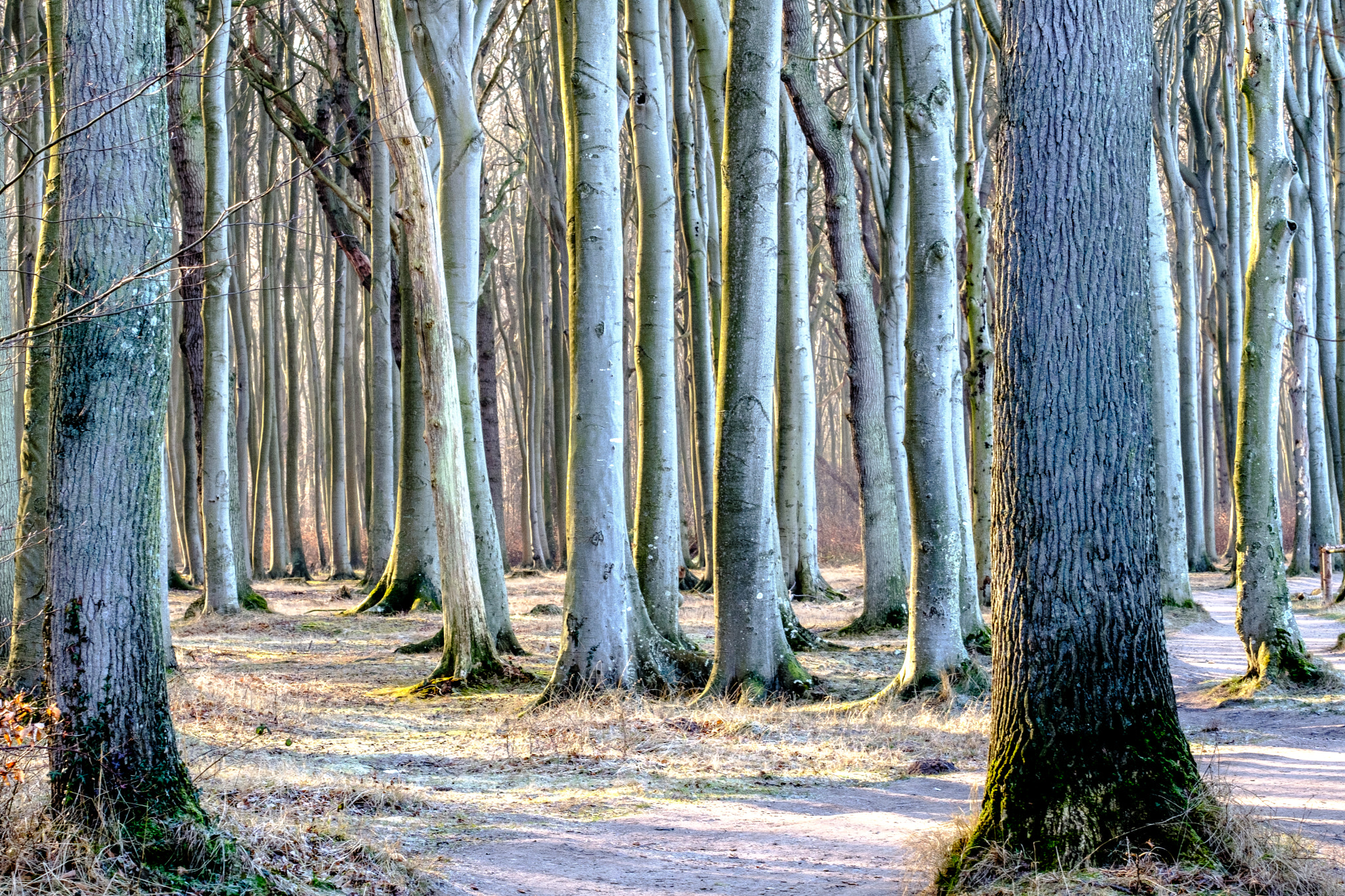 Fujifilm X-T2 + Fujifilm XF 90mm F2 R LM WR sample photo. Gespensterwald  nienhagen photography