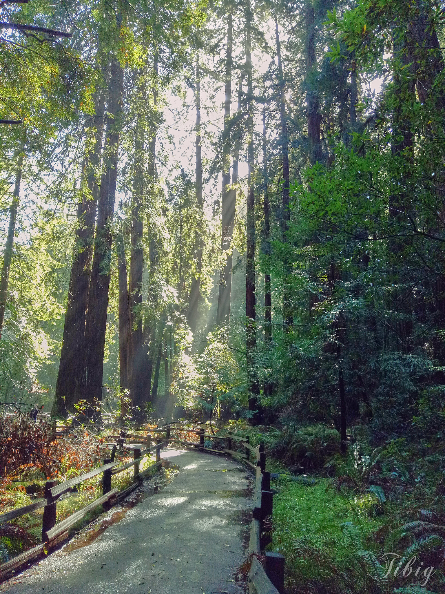 OPPO R9k sample photo. Light in the forest photography