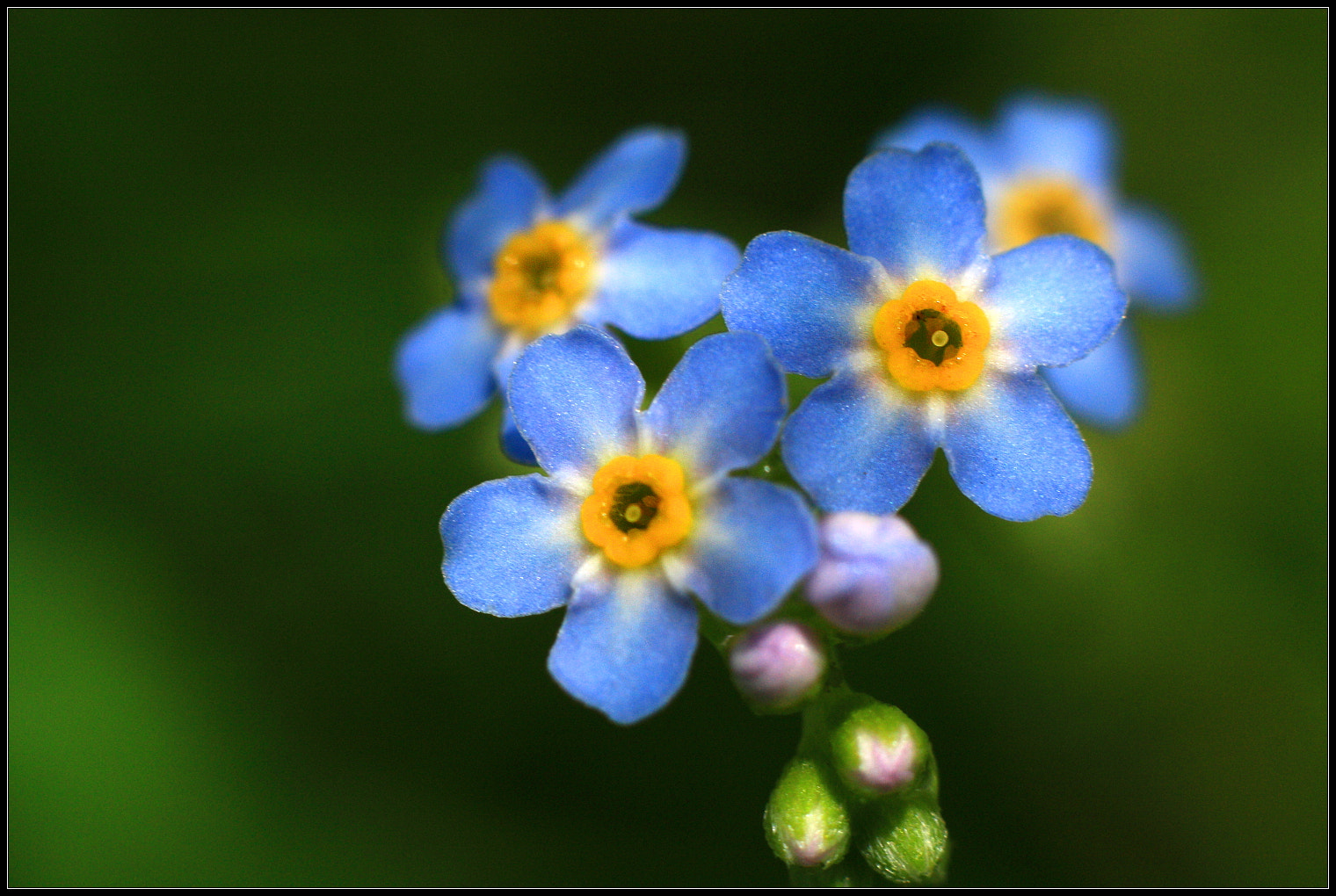 Canon EOS 450D (EOS Rebel XSi / EOS Kiss X2) sample photo. Forget-me-not :-) photography