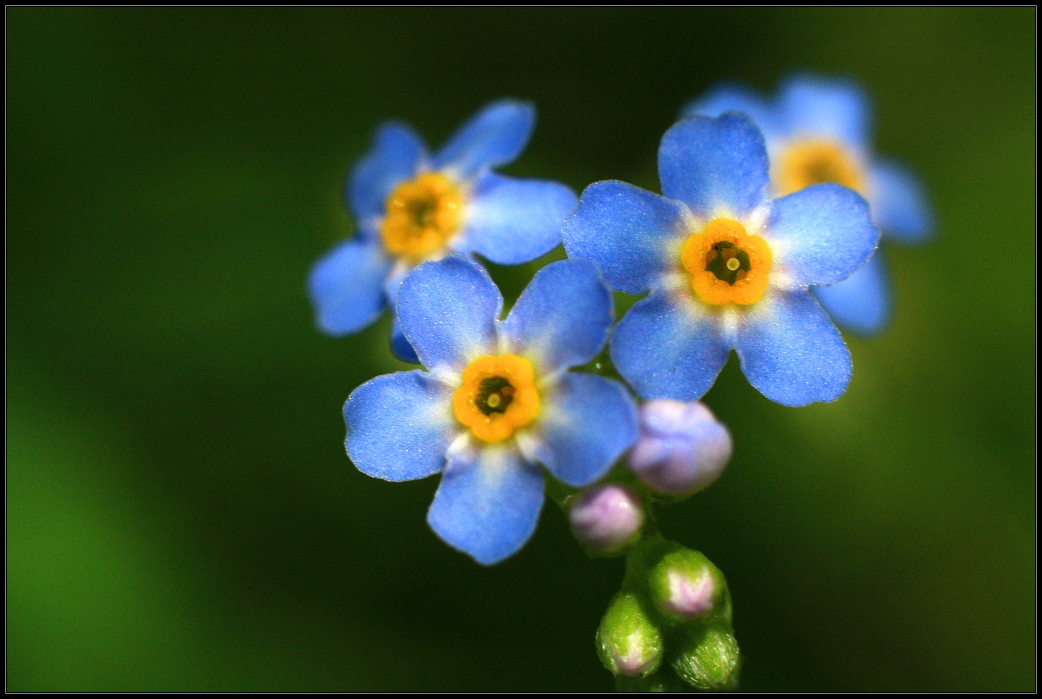 Canon EOS 450D (EOS Rebel XSi / EOS Kiss X2) + Canon EF 50mm F1.8 II sample photo. Forget-me-not :-) photography