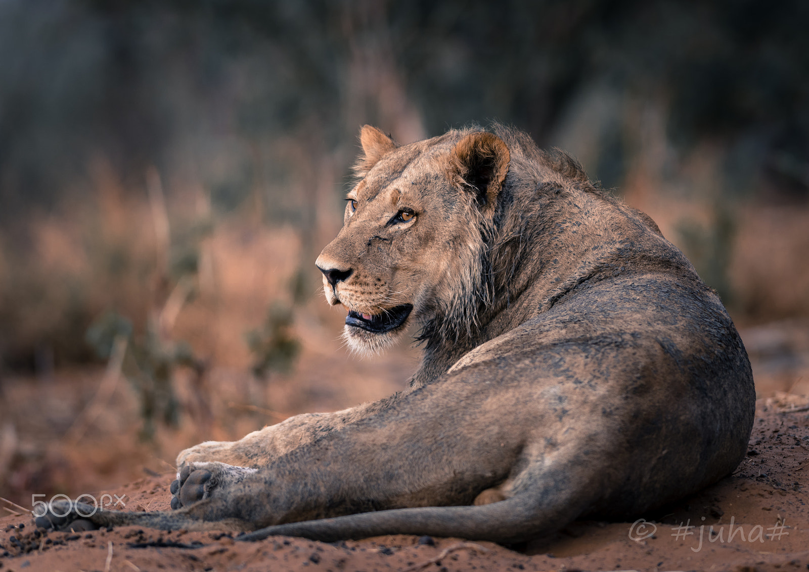 Nikon D810 sample photo. Chobe lion photography