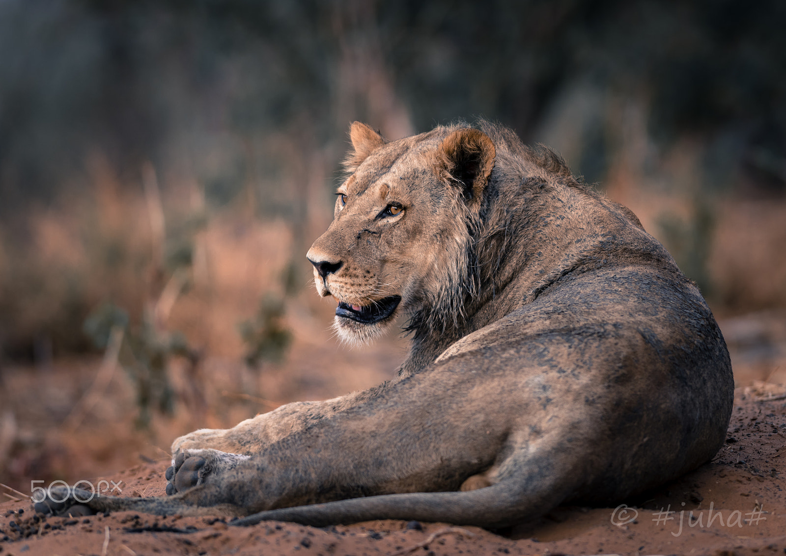 Nikon AF-S Nikkor 300mm F2.8G ED-IF VR sample photo. Chobe lion photography