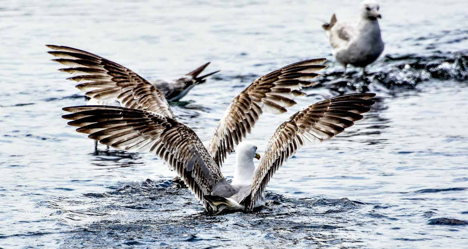 Nikon D7200 sample photo. The symmetrical gulls photography