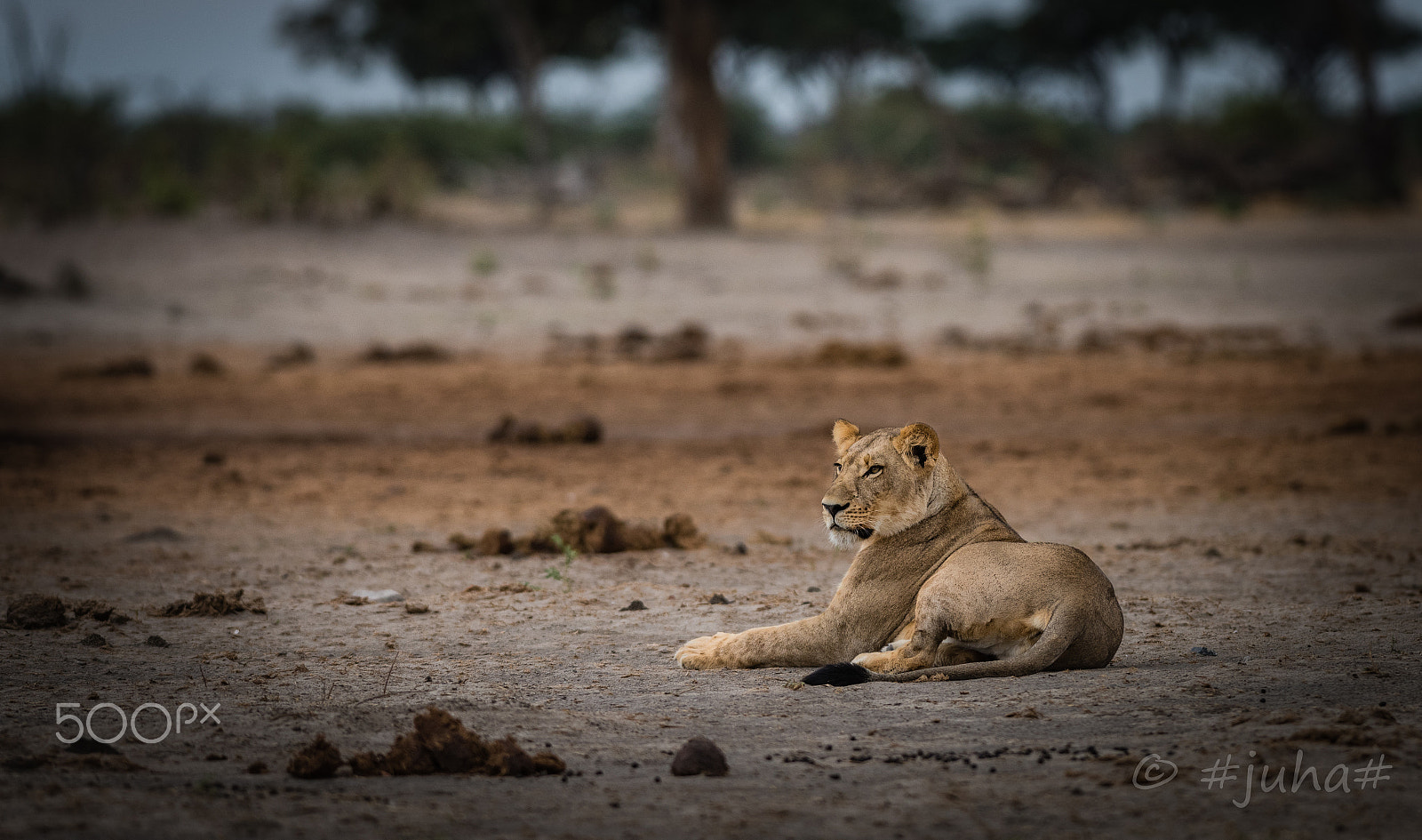 Nikon AF-S Nikkor 300mm F2.8G ED-IF VR sample photo. Lion savuti @ marabu pan photography
