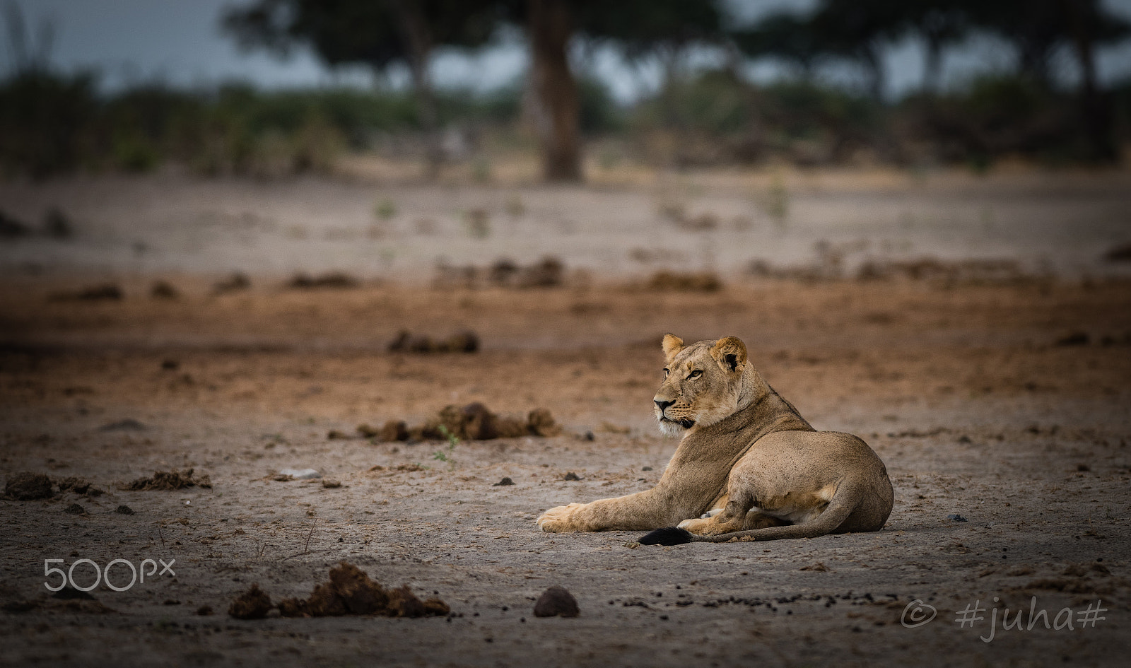 Nikon D810 sample photo. Lion savuti @ marabu pan photography