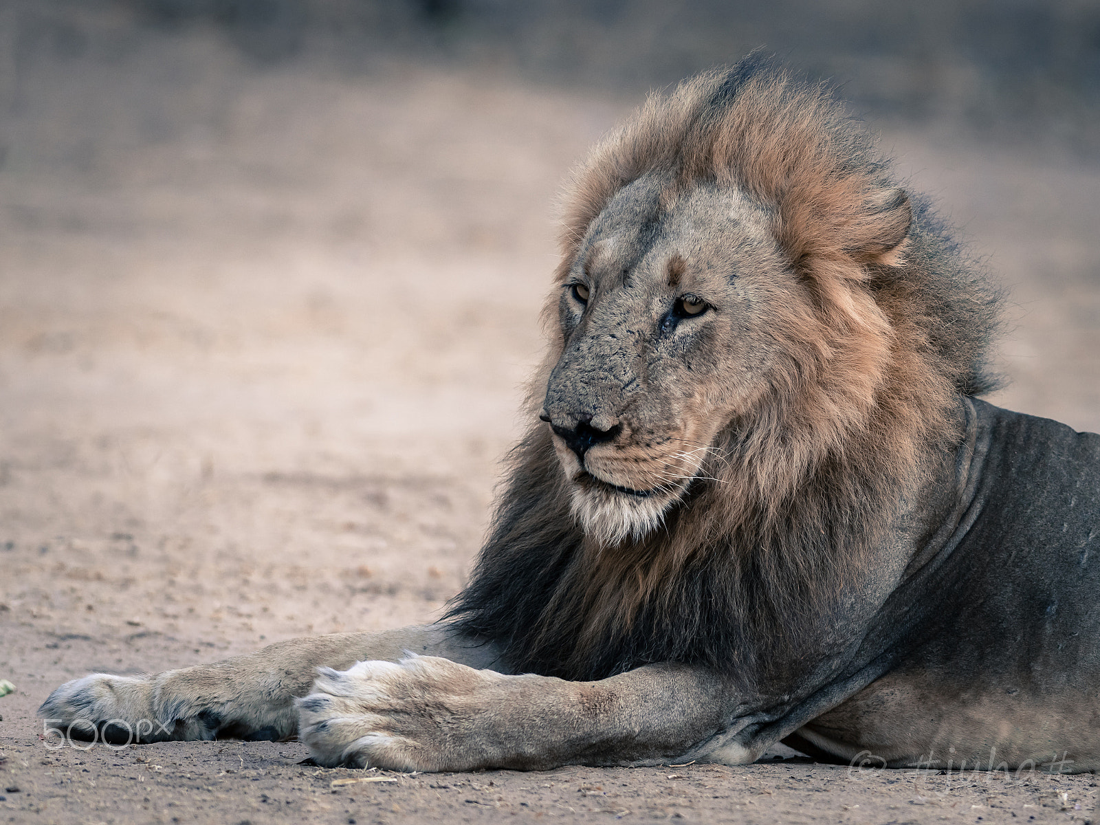 Nikon AF-S Nikkor 300mm F2.8G ED-IF VR sample photo. Nsefu cat. zambia slnp photography