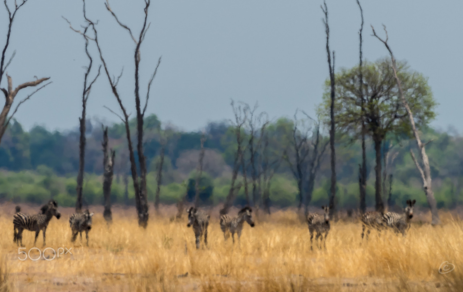 Nikon D810 + Nikon AF-S Nikkor 300mm F2.8G ED-IF VR sample photo. In heat of the day.zambia slnp photography