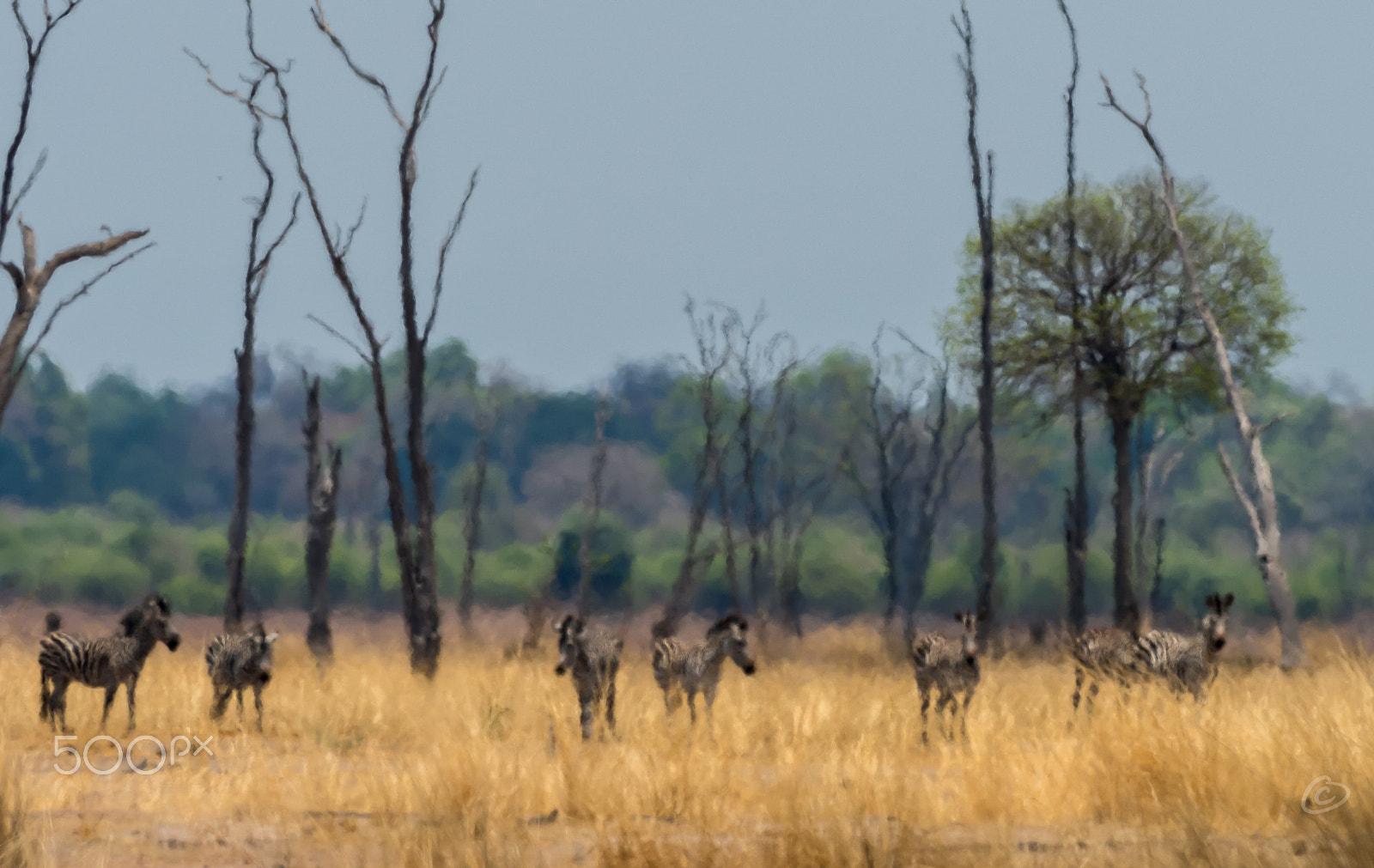 Nikon AF-S Nikkor 300mm F2.8G ED-IF VR sample photo. In heat of the day.zambia slnp photography