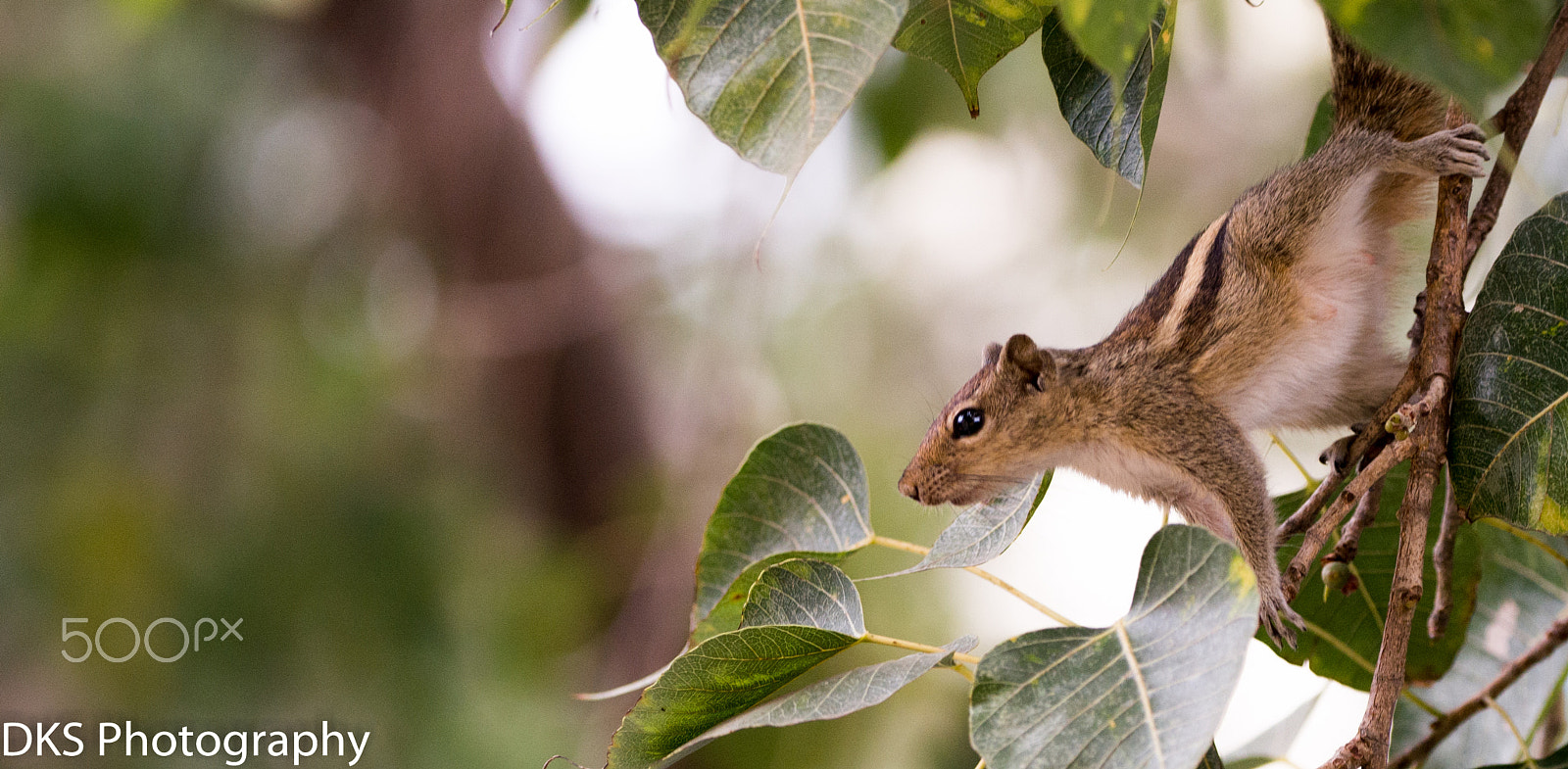 Nikon D610 sample photo. Indian palm squirrel photography