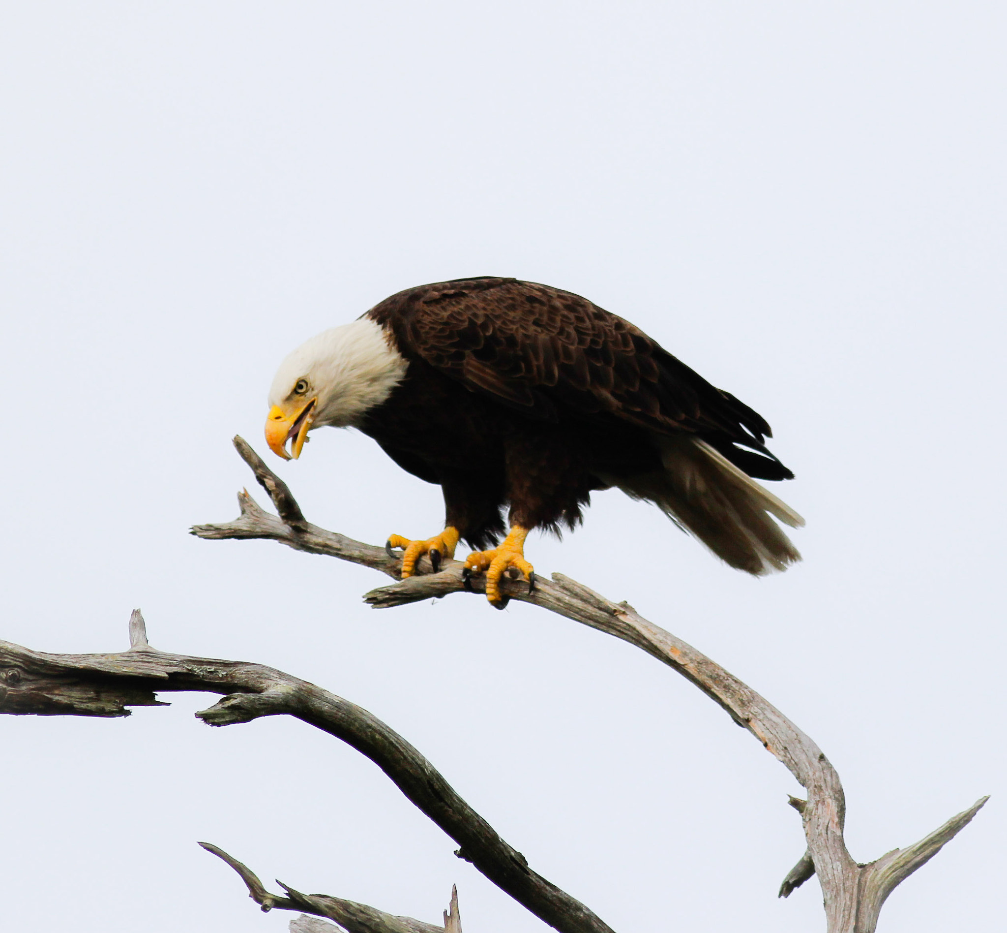 Canon EOS 600D (Rebel EOS T3i / EOS Kiss X5) + Canon EF 400mm F5.6L USM sample photo. Fish brush photography