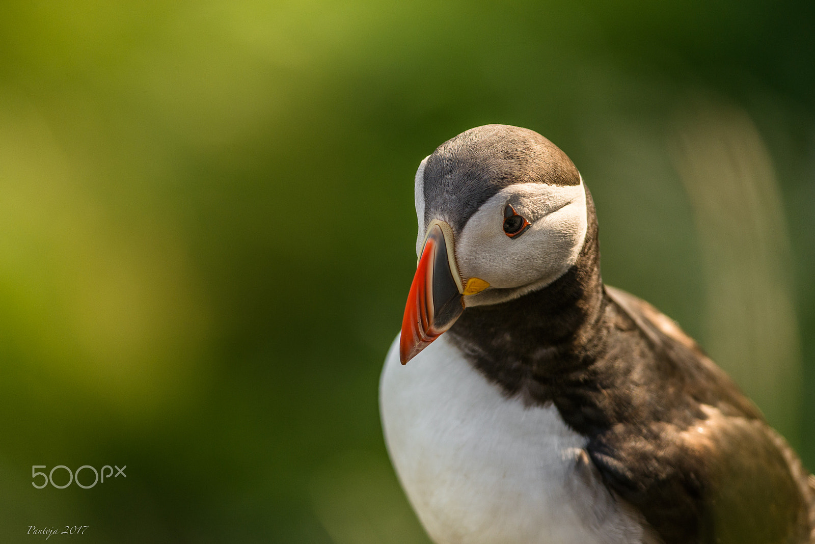 Nikon D600 + Nikon AF-S Nikkor 300mm F4D ED-IF sample photo. Puffin portrait photography