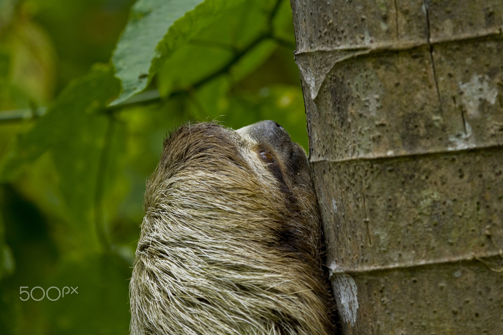 Canon EF 100-400mm F4.5-5.6L IS USM sample photo. Serious consideration photography