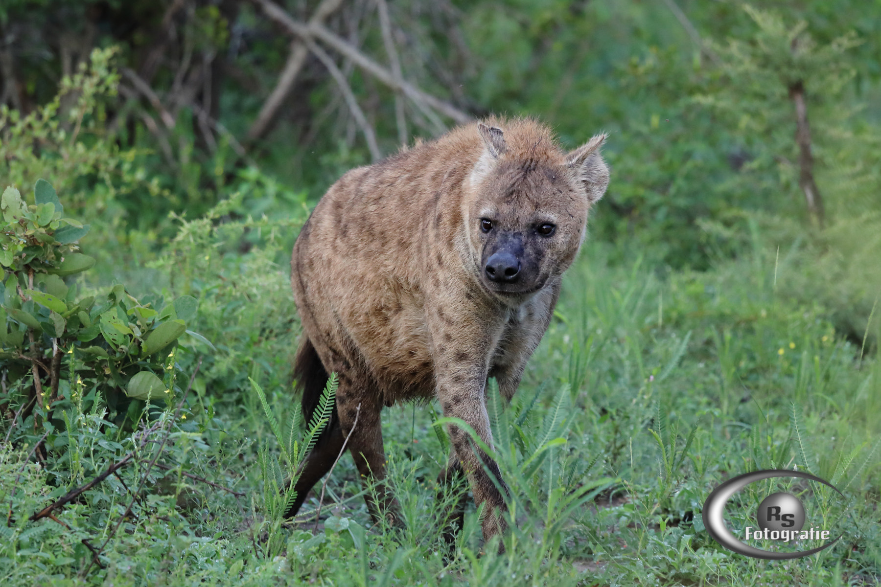 Canon EOS 5D Mark IV + Canon EF 100-400mm F4.5-5.6L IS USM sample photo. Hyena photography