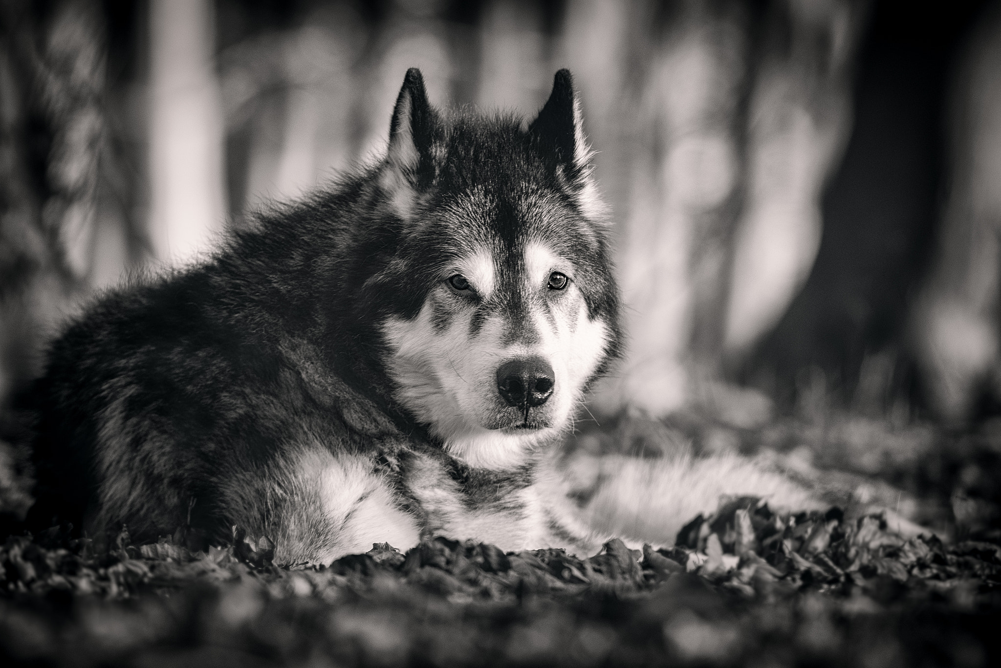 Nikon D810 sample photo. Kendo photography