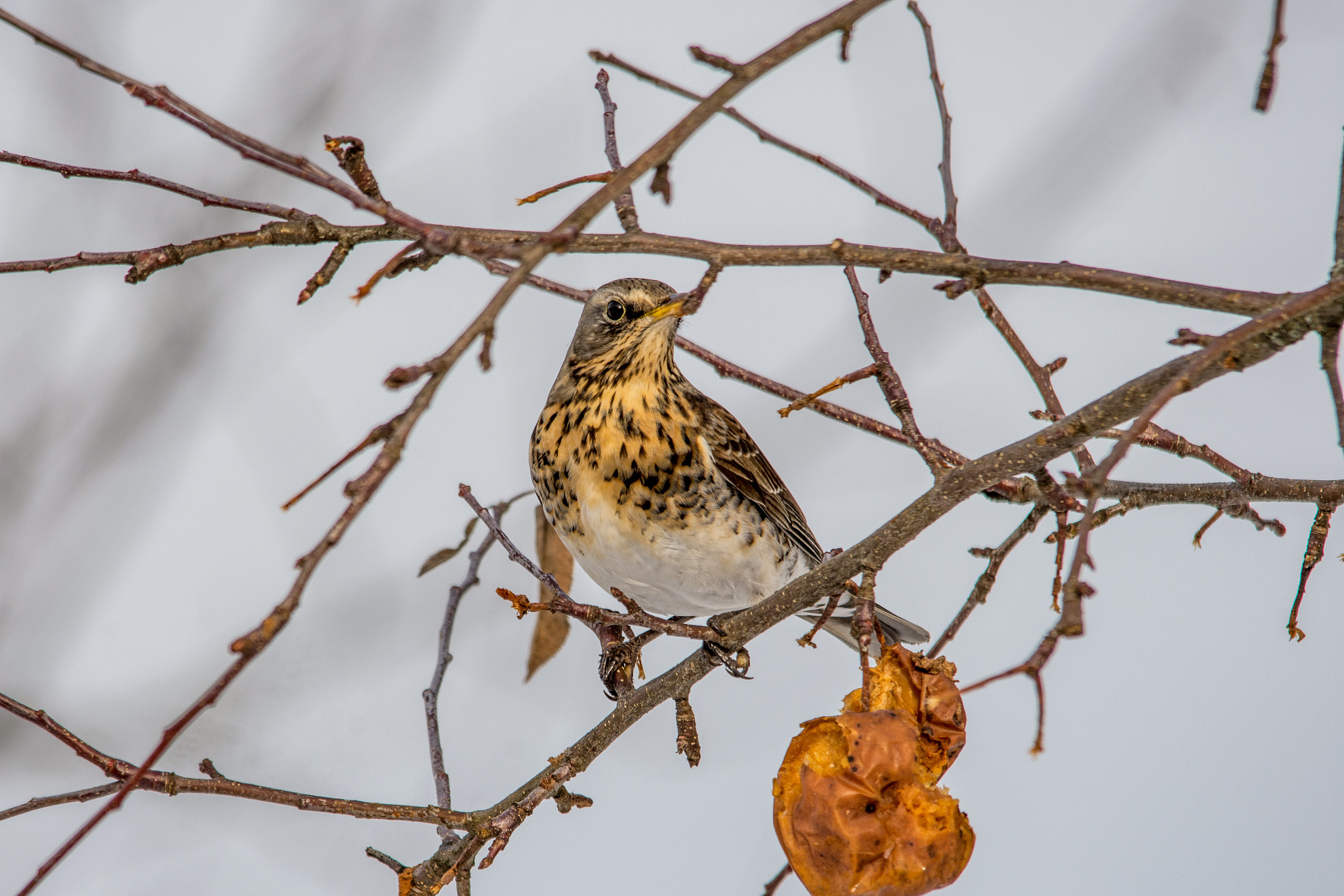 Sigma 150-500mm F5-6.3 DG OS HSM sample photo. Fieldfare photography
