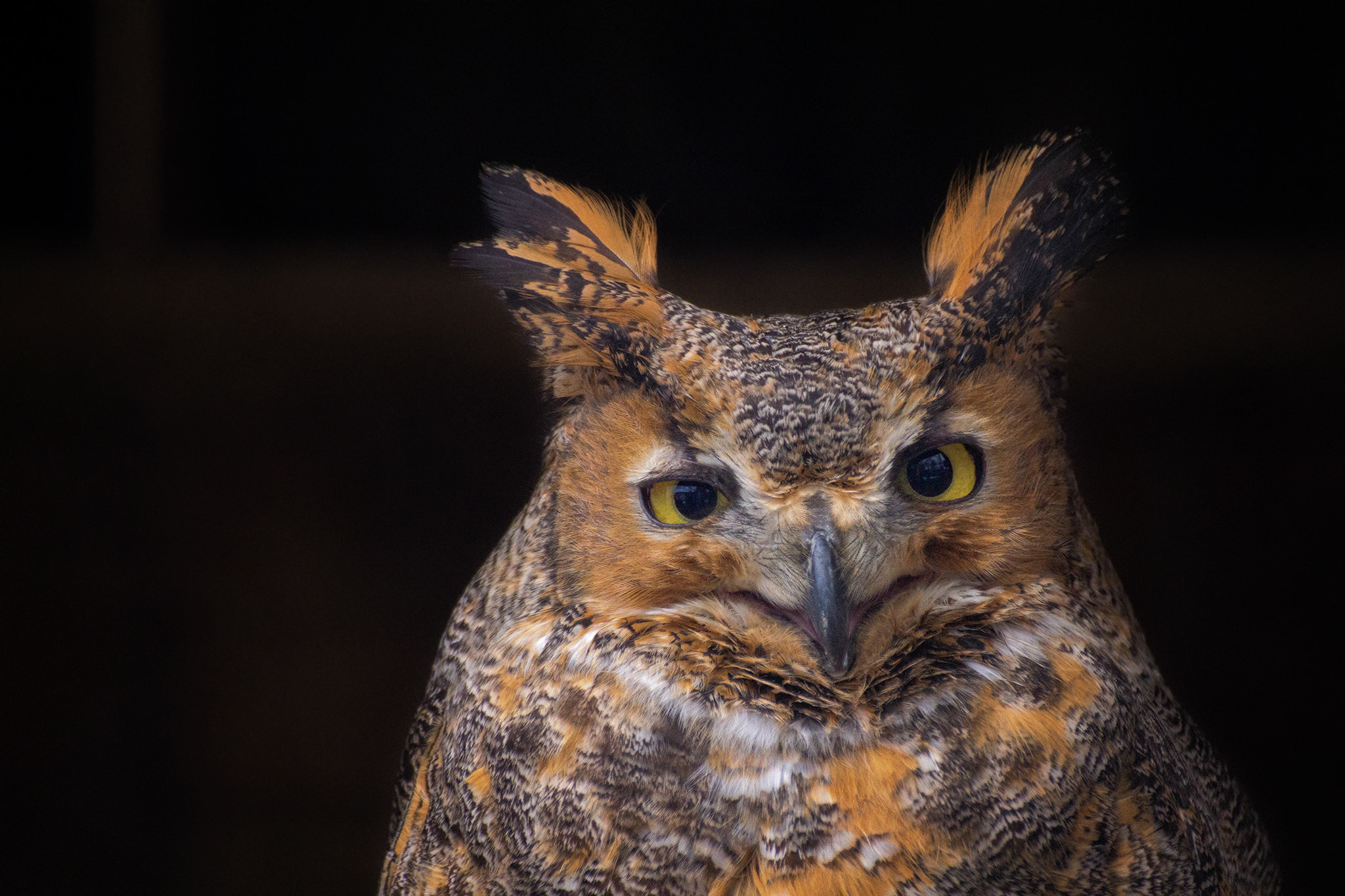 Canon EOS 60D + Tamron SP 70-300mm F4-5.6 Di VC USD sample photo. Funny owl.. photography