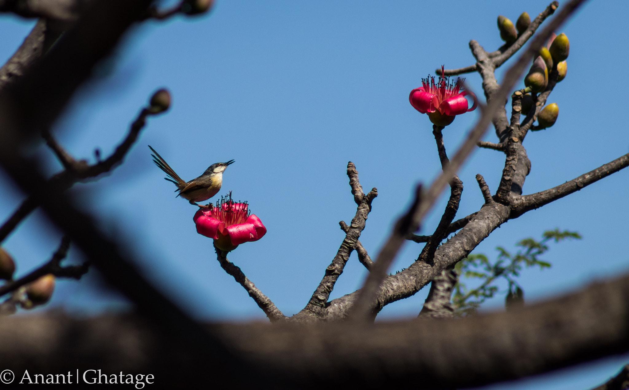 EF75-300mm f/4-5.6 sample photo. Spring blossoms... photography