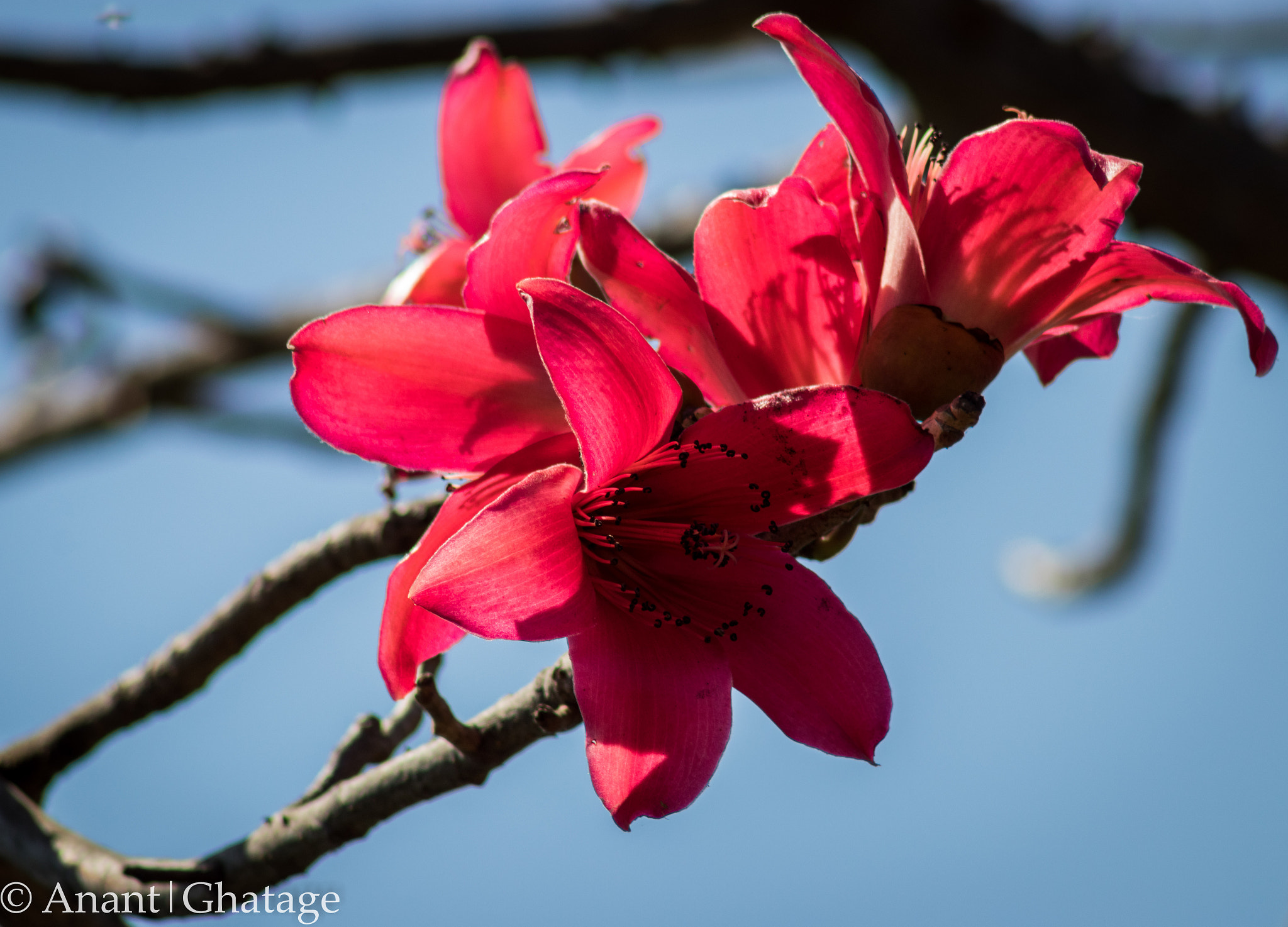 EF75-300mm f/4-5.6 sample photo. Spring blossoms... photography