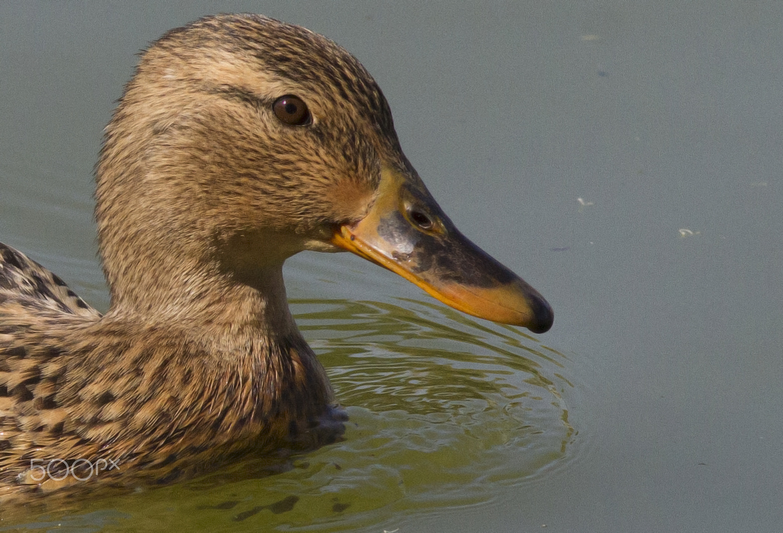 Canon EOS 7D + Canon EF 300mm F4L IS USM sample photo. Mallard (female) photography